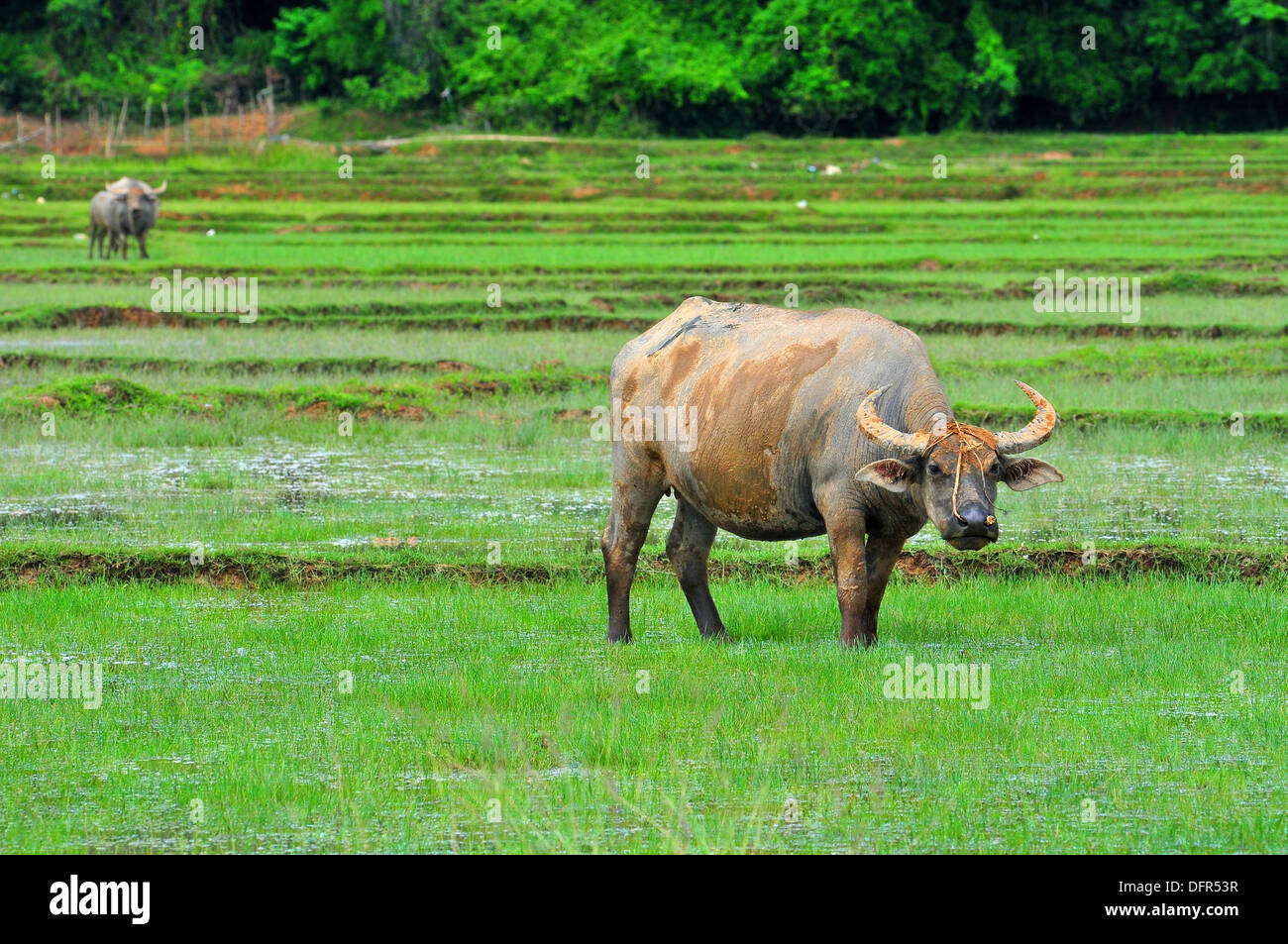 Animali domestici in Thailandia - Asian bufali d'acqua roaming nel campo di riso (Koh Yao Noi, Phang-Nga) Foto Stock