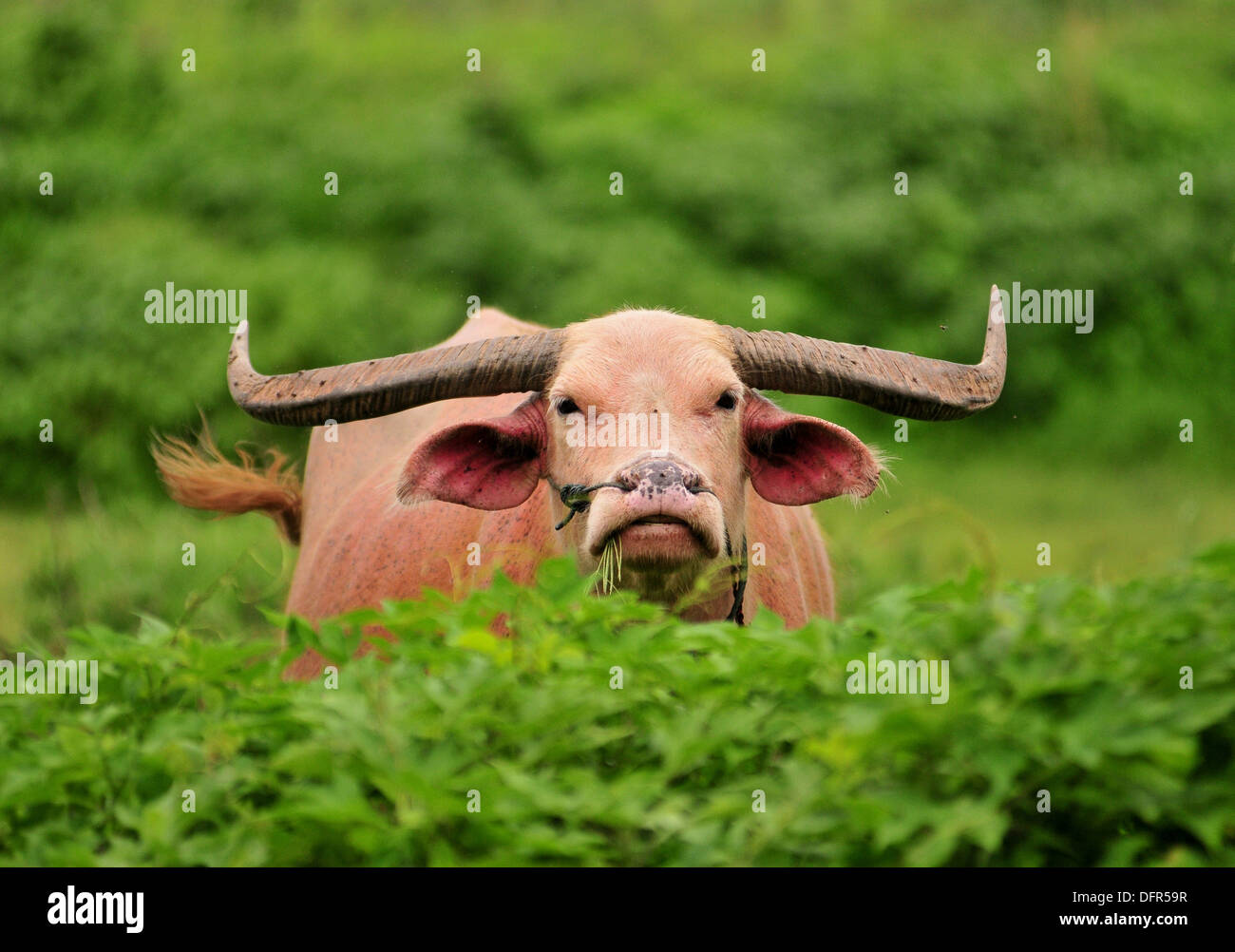 Animali domestici in Thailandia - Asian albino bufalo d'acqua (Pai, Thailandia del Nord) Foto Stock