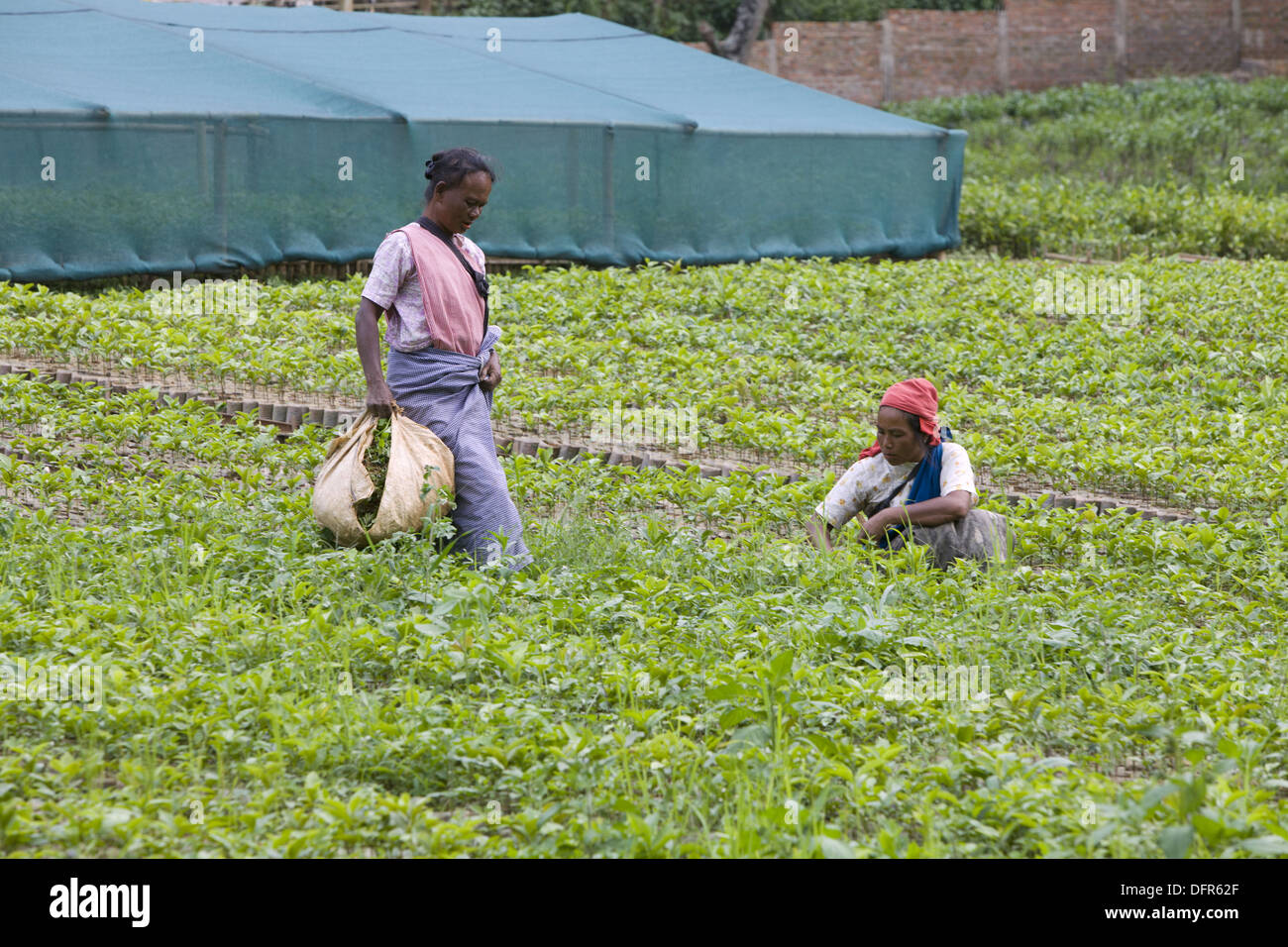 Le donne che lavorano in un tea garden, Shillong, Meghalaya, India. Foto Stock
