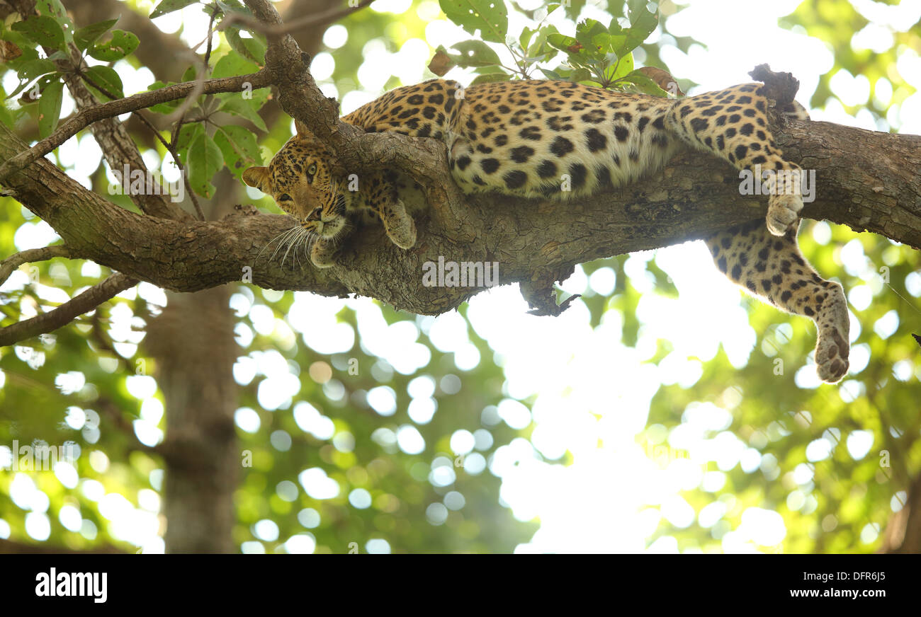 Leopard su albero a Ranthambhore National Park in Rajasthan Foto Stock