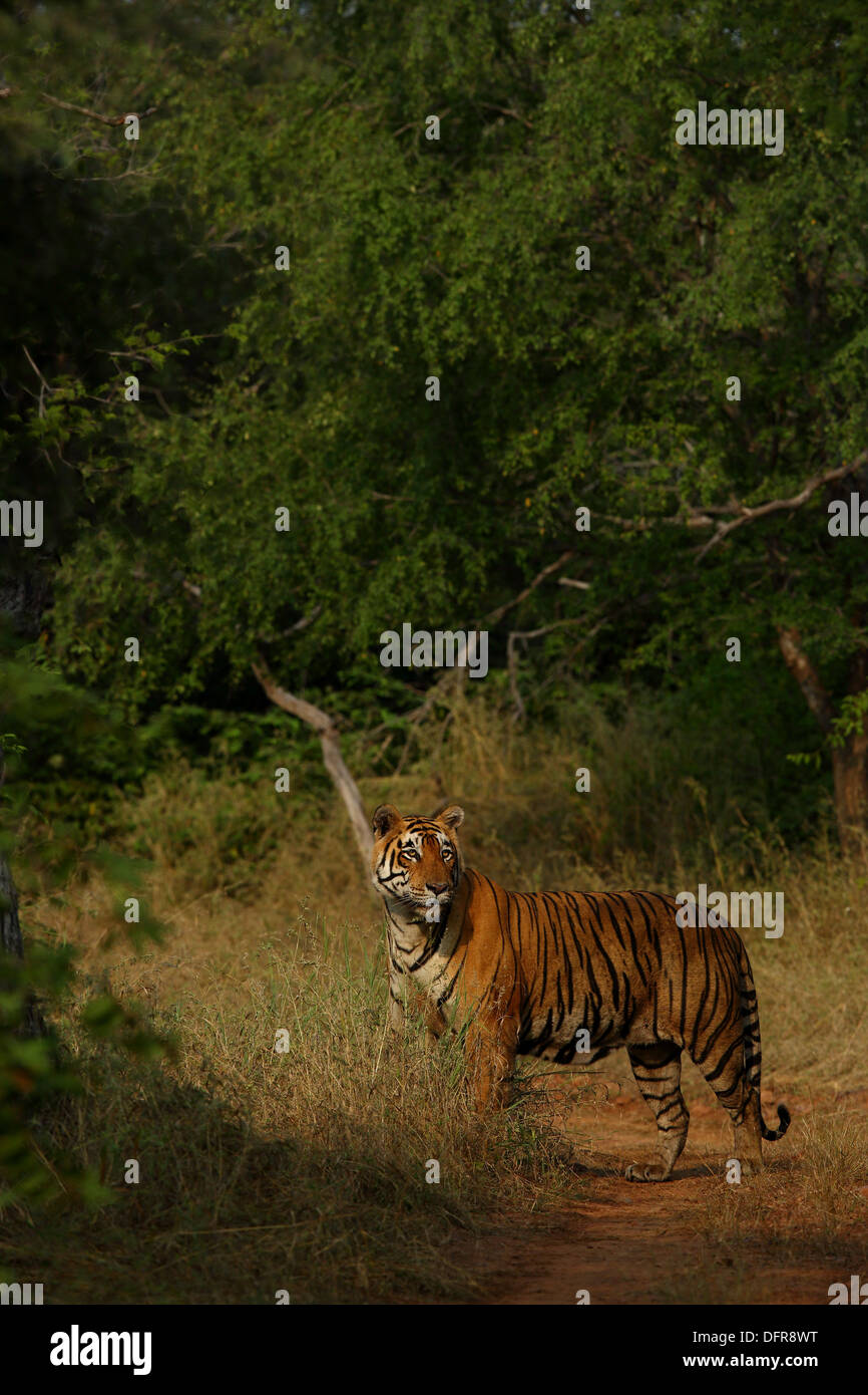 Colpo alla testa del Royal tigre del Bengala in foresta monsonica di Ranthambhore National Park Foto Stock