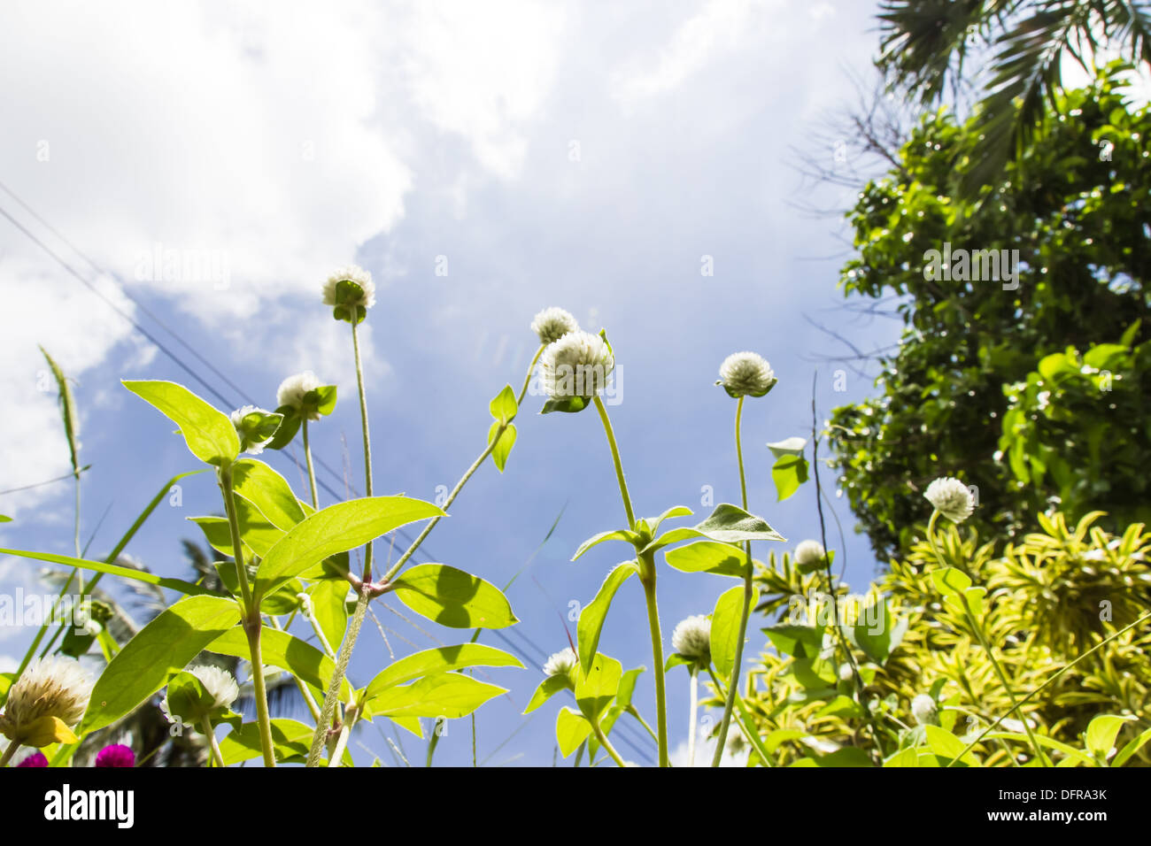Globo bianco amaranto o pulsante di bachelor fiore e cielo blu. Foto Stock