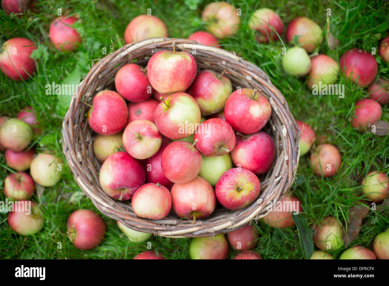 Cesto di mele in autunno sull'erba Foto Stock