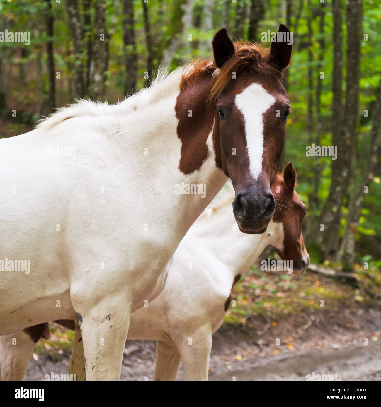 Pezzati cavallo sulla strada forestale nelle montagne del Caucaso Foto Stock