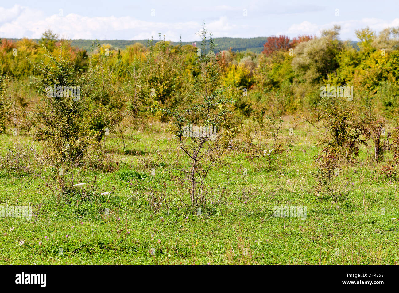 Chaparral a prato in autunno le montagne del Caucaso Foto Stock