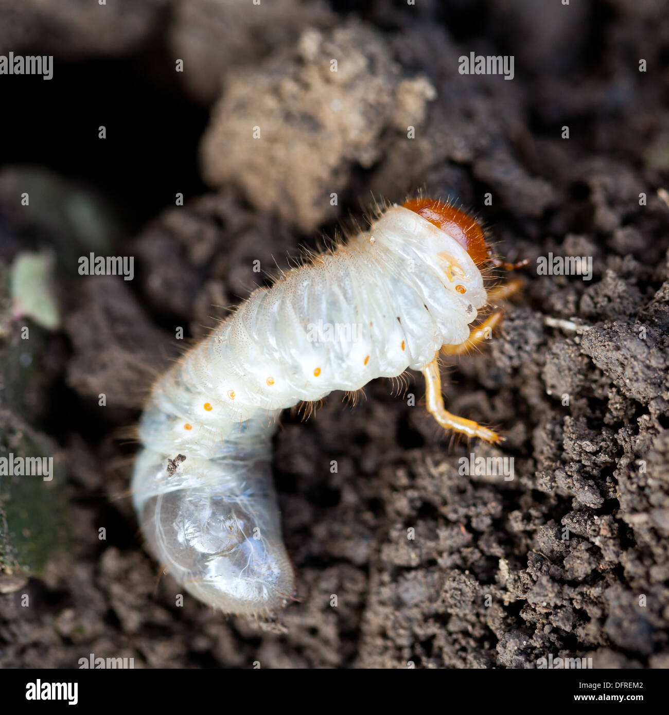 Bianco di grub cockchafer burrows nella terra Foto Stock