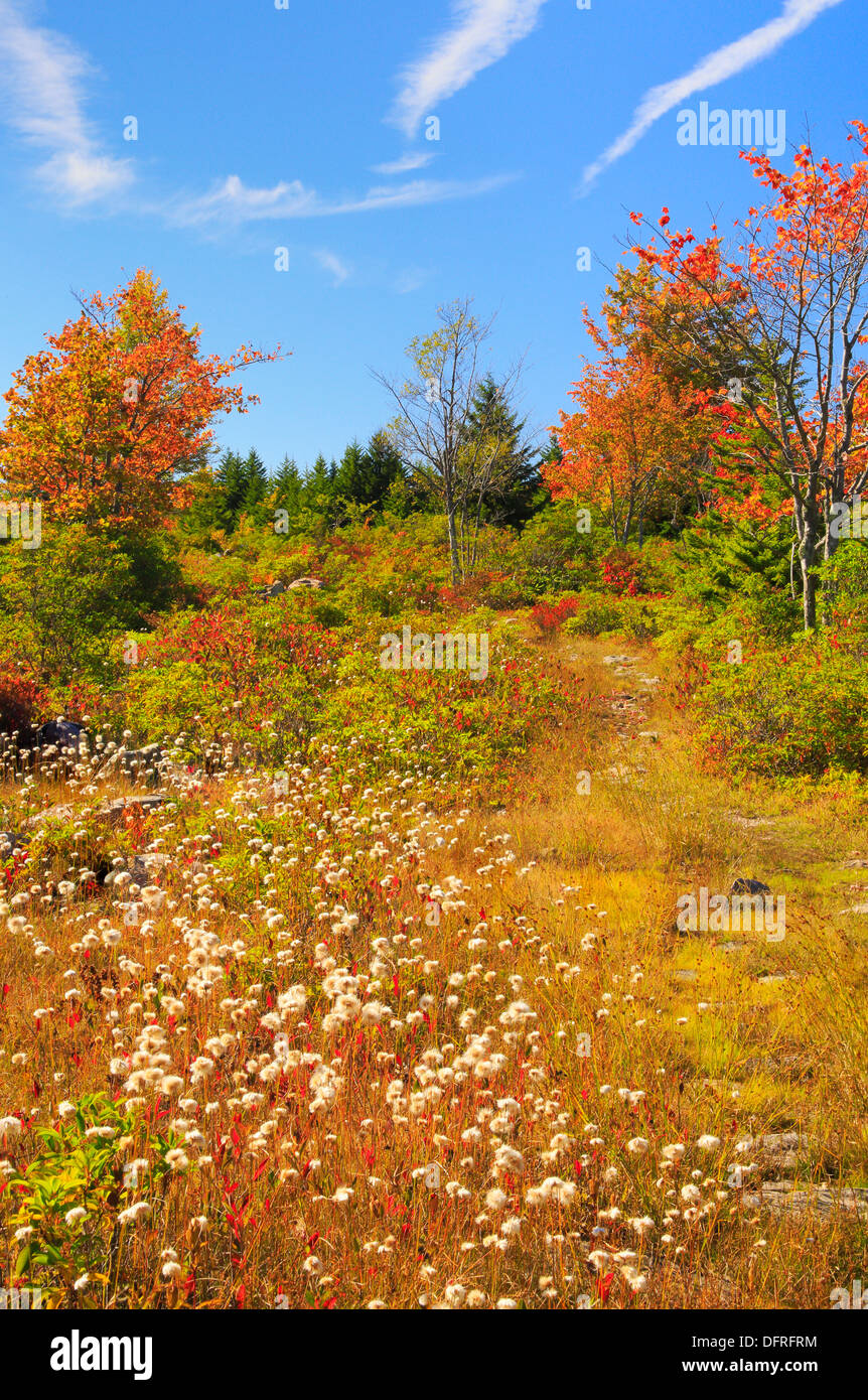 Manopola di Harman Trail, Dolly zolle deserto Hopeville, West Virginia, USA Foto Stock