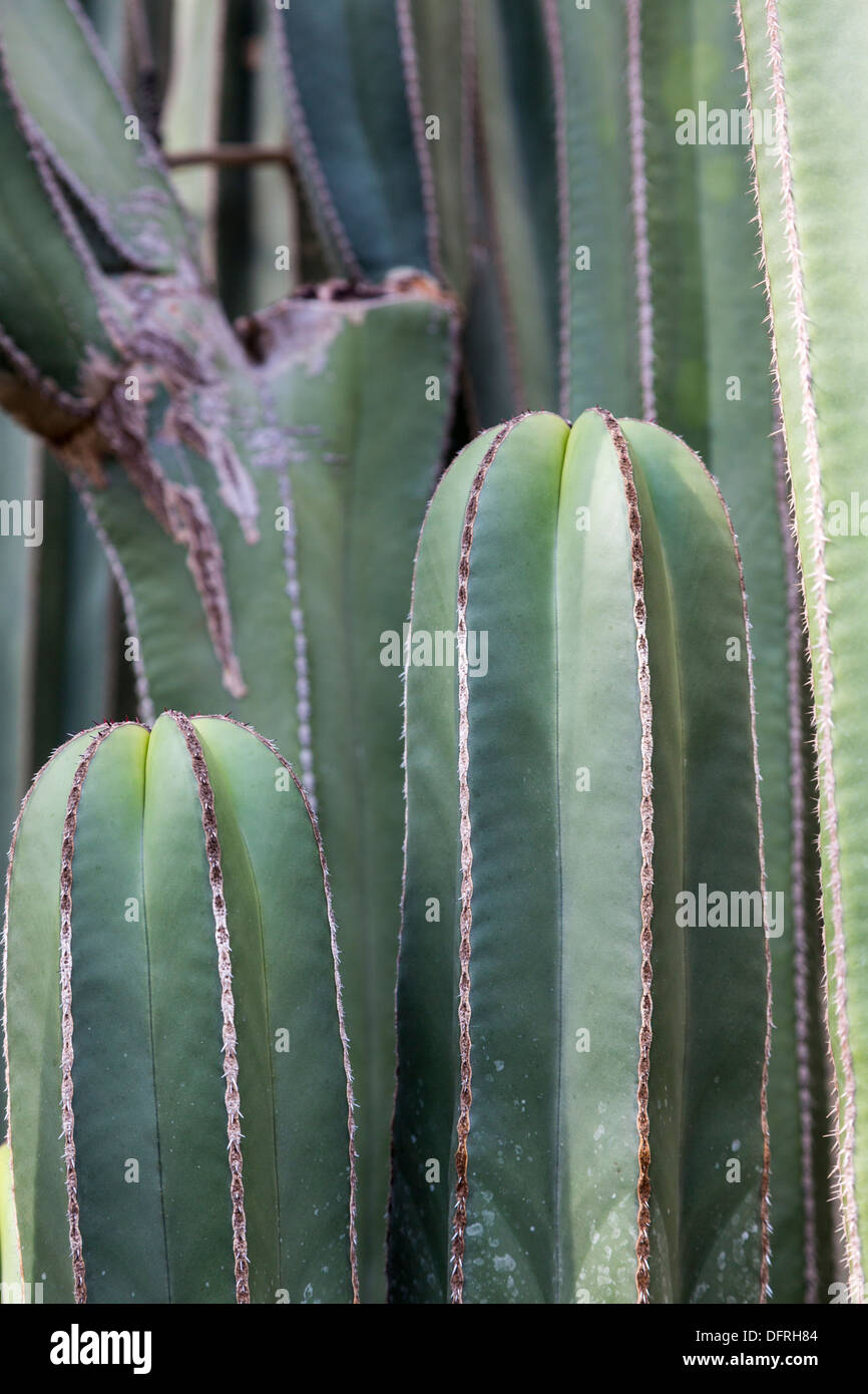 Torcia argento cactus, Cleistocactus Strausii, Longwood Gardens, Kennett Square, Pennsylvania, STATI UNITI D'AMERICA Foto Stock