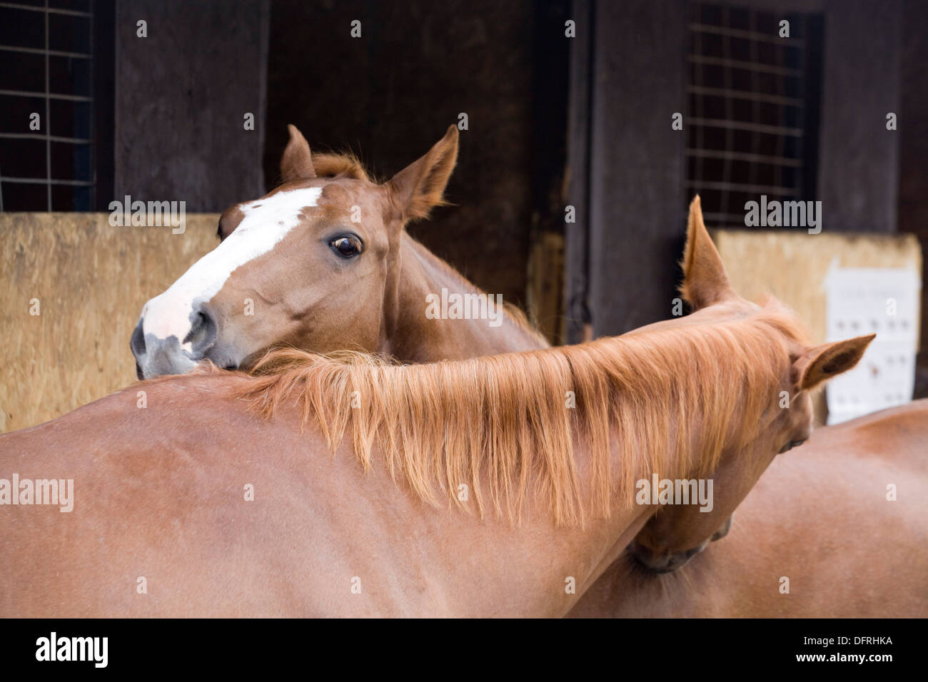 Due American Quarter Horses graffiare gli uni degli altri le spalle in un cantiere stabile Foto Stock