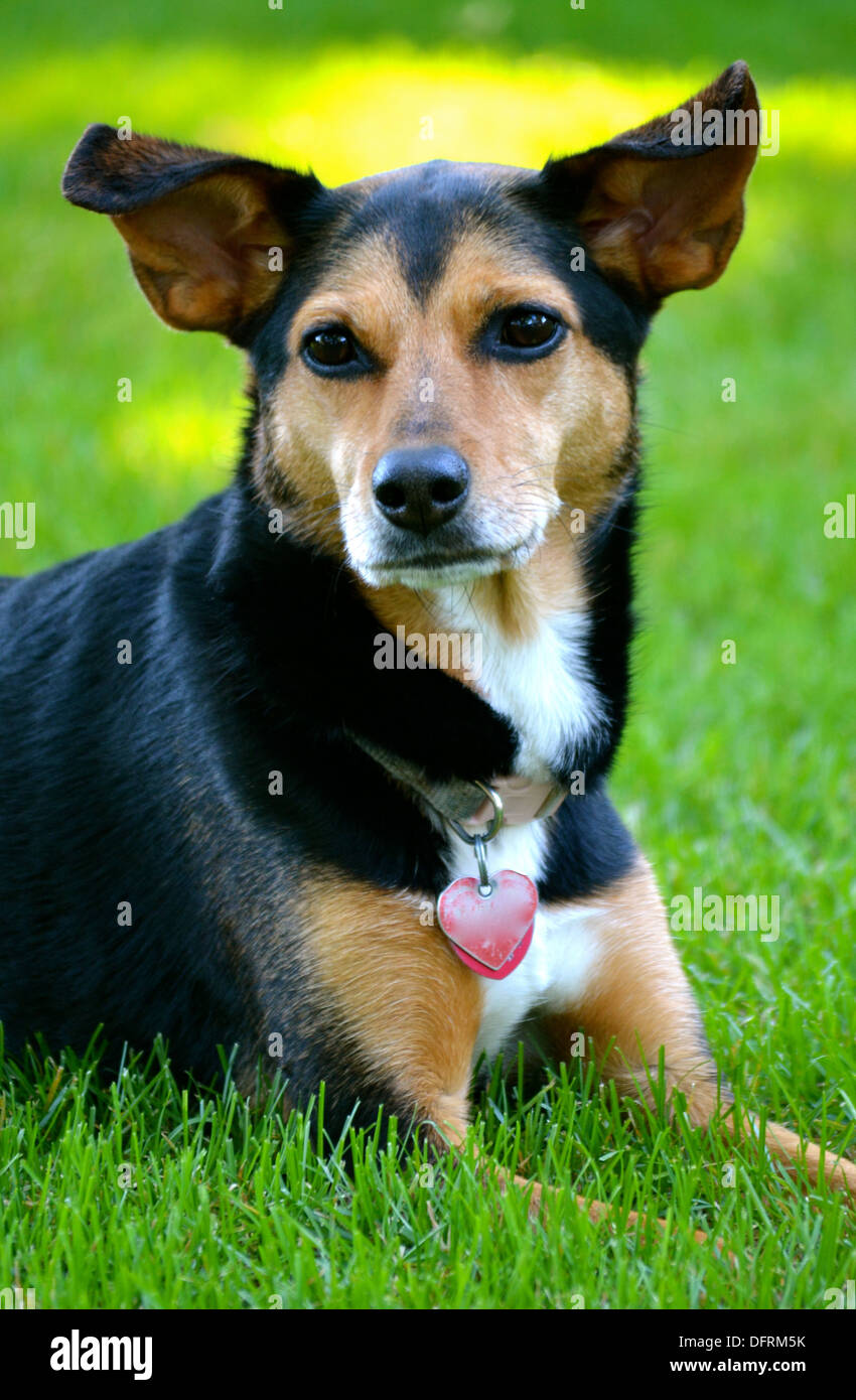 Meagle - Min-Pin Beagle di razza cane Foto Stock