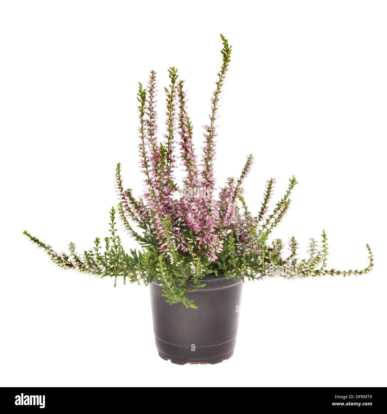 Fioritura heather pianta in un vaso da fiori isolati contro white Foto Stock