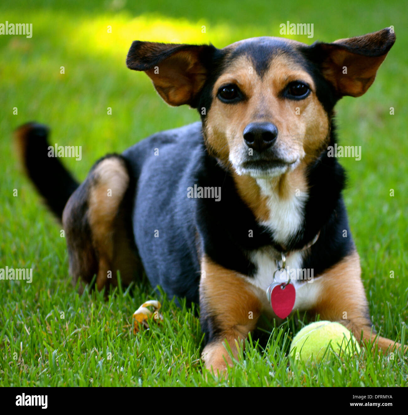 Meagle - Min-Pin Beagle di razza cane Foto Stock