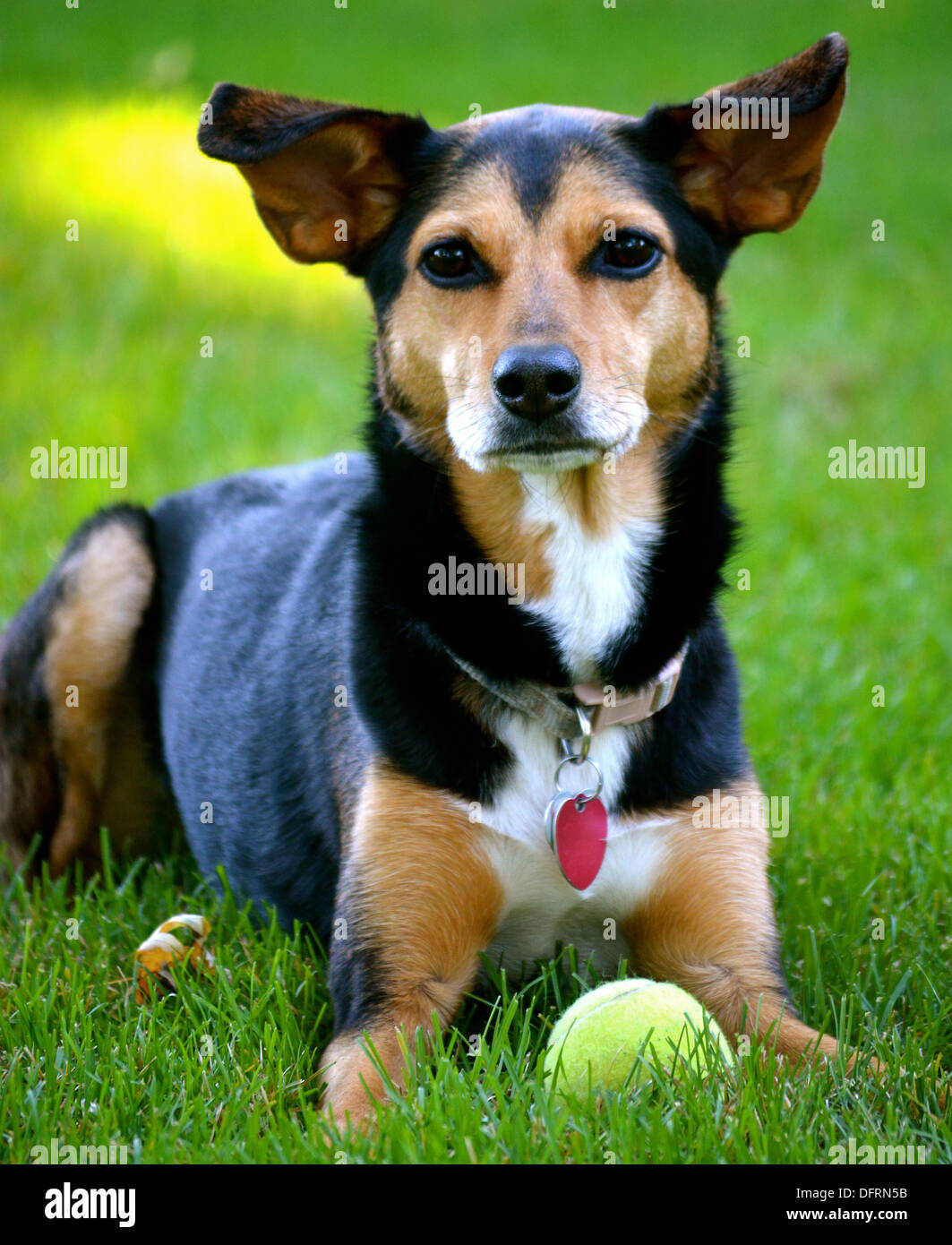 Meagle - Min-Pin Beagle di razza cane Foto Stock