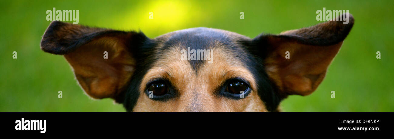 Meagle - Min-Pin Beagle di razza cane Foto Stock