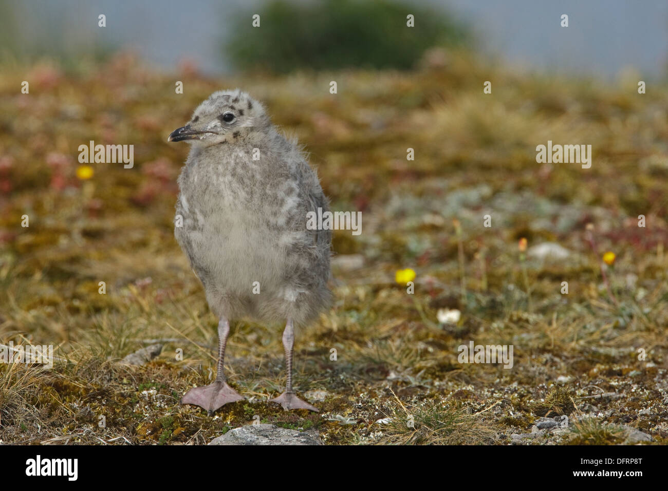 Mew Gull (Larus canus) capretti Foto Stock