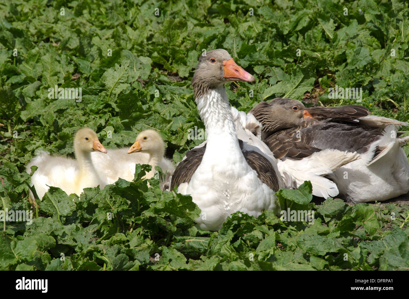 Oche domestiche con uccellini su un campo verde in estate Foto Stock