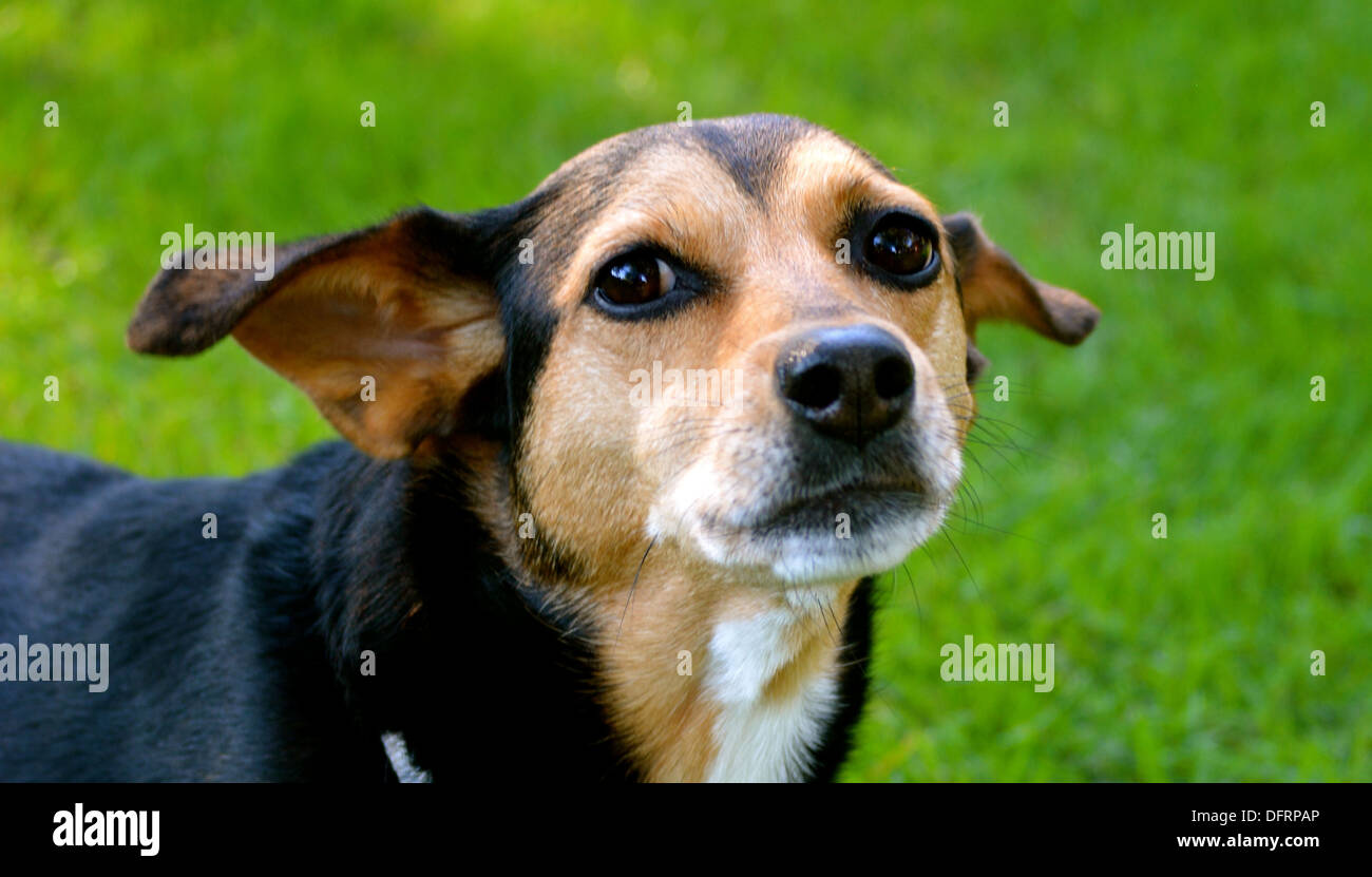 Meagle - Min-Pin Beagle di razza cane Foto Stock