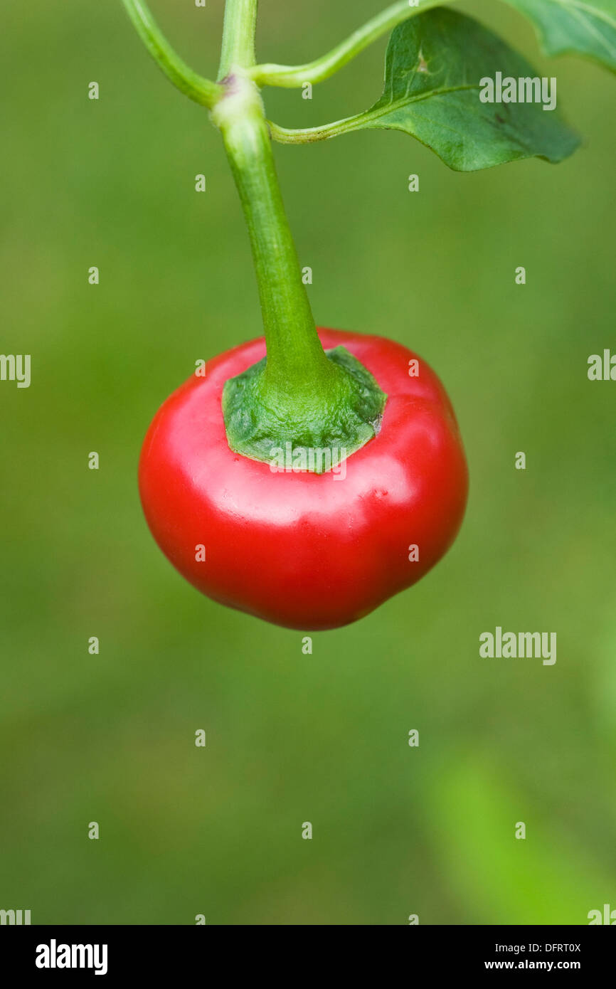 Il Capsicum annuum 'Rodeo'. Peperoncino crescente sulla pianta. Foto Stock