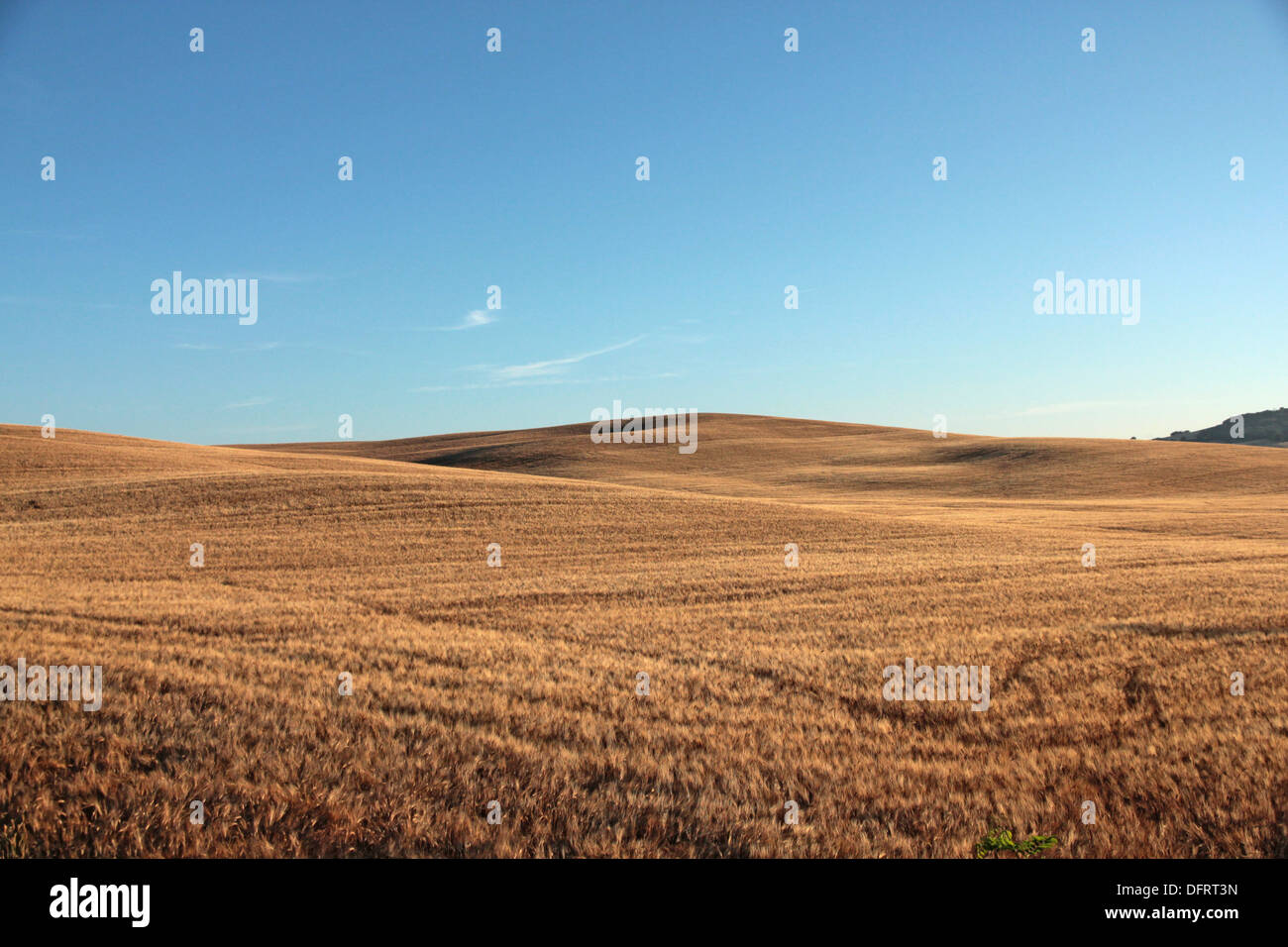 Toscana d'orcia campo giallo oro stoppia Foto Stock