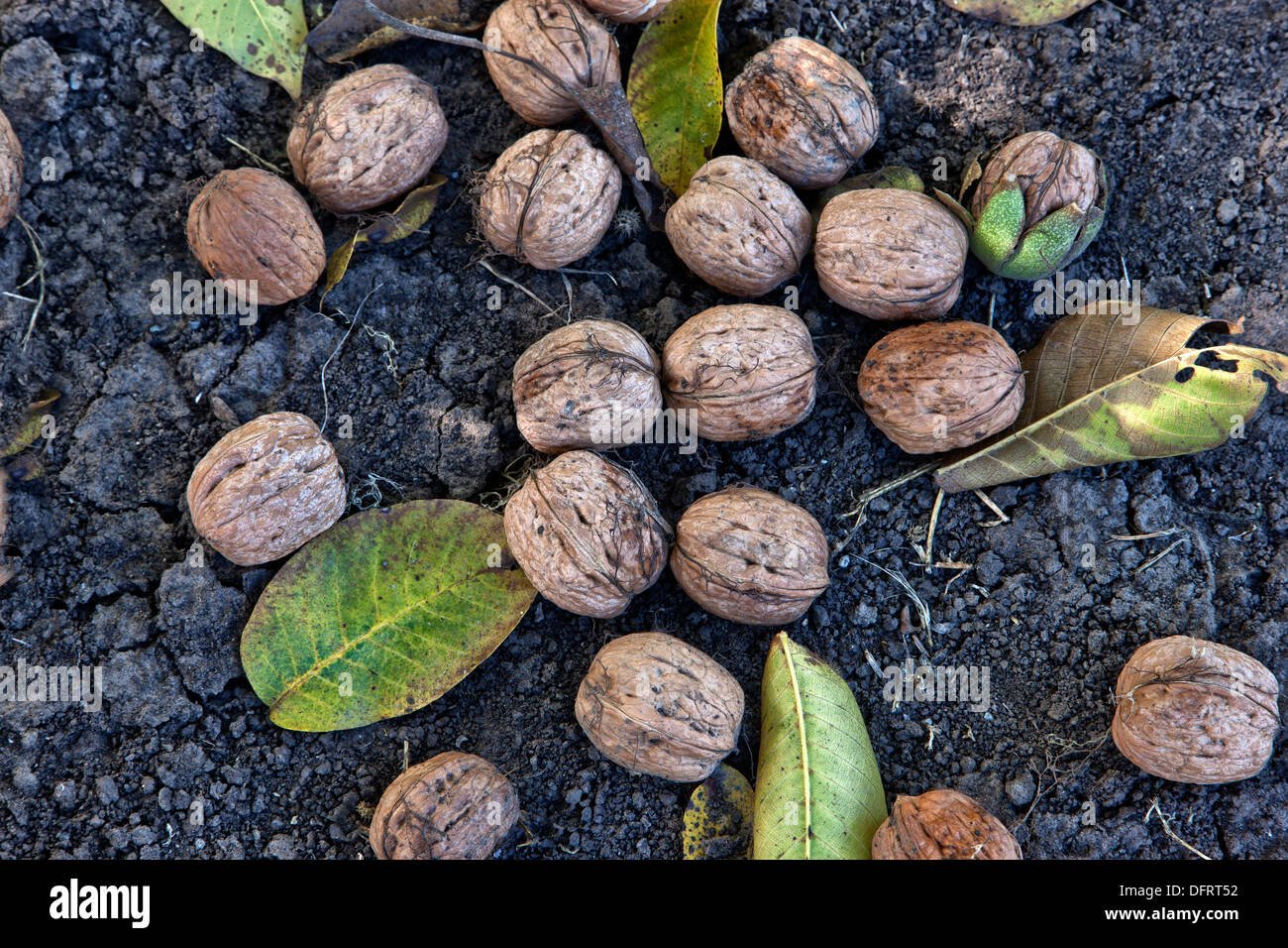 Coppia inglese noci sparso dalla filiale, il tempo del raccolto. Foto Stock