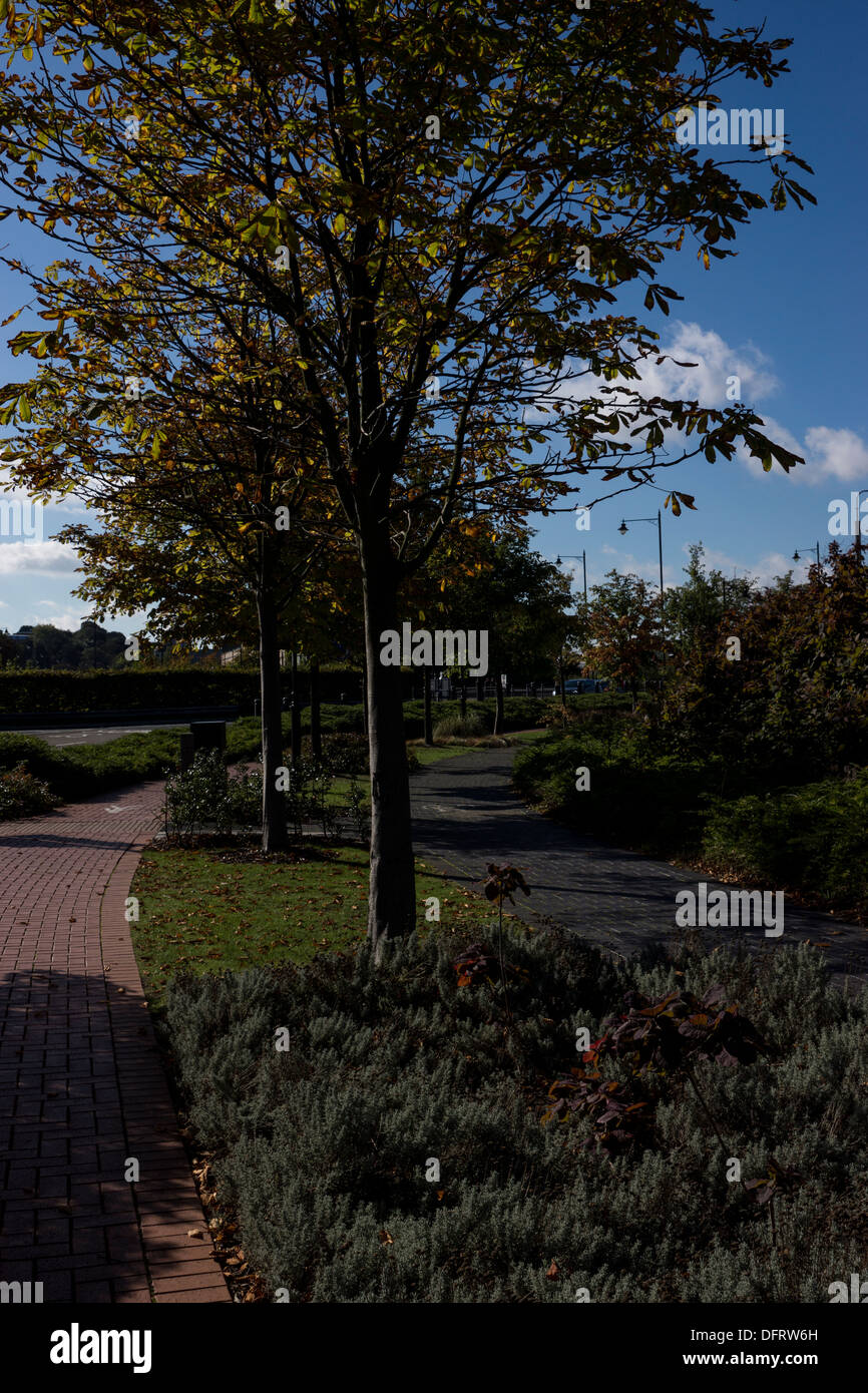 Giorni di autunno alberi leafs foglie cambiando colore sky Foto Stock