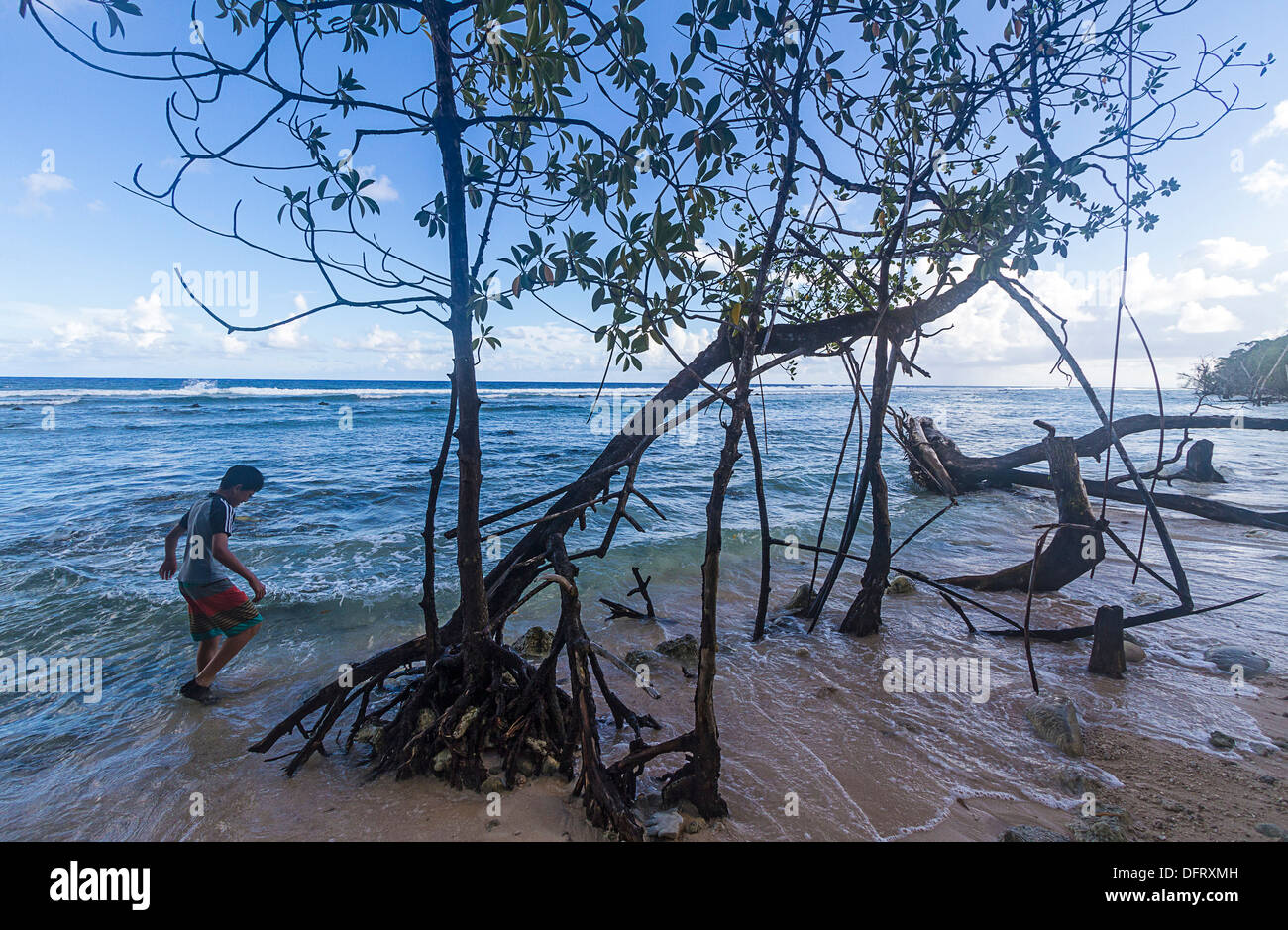 Ragazzo giovane gioca tra alberi di mangrovie che crescono lungo la spiaggia al Utwe Riserva della Biosfera, Kosrae, Micronesia. Foto Stock