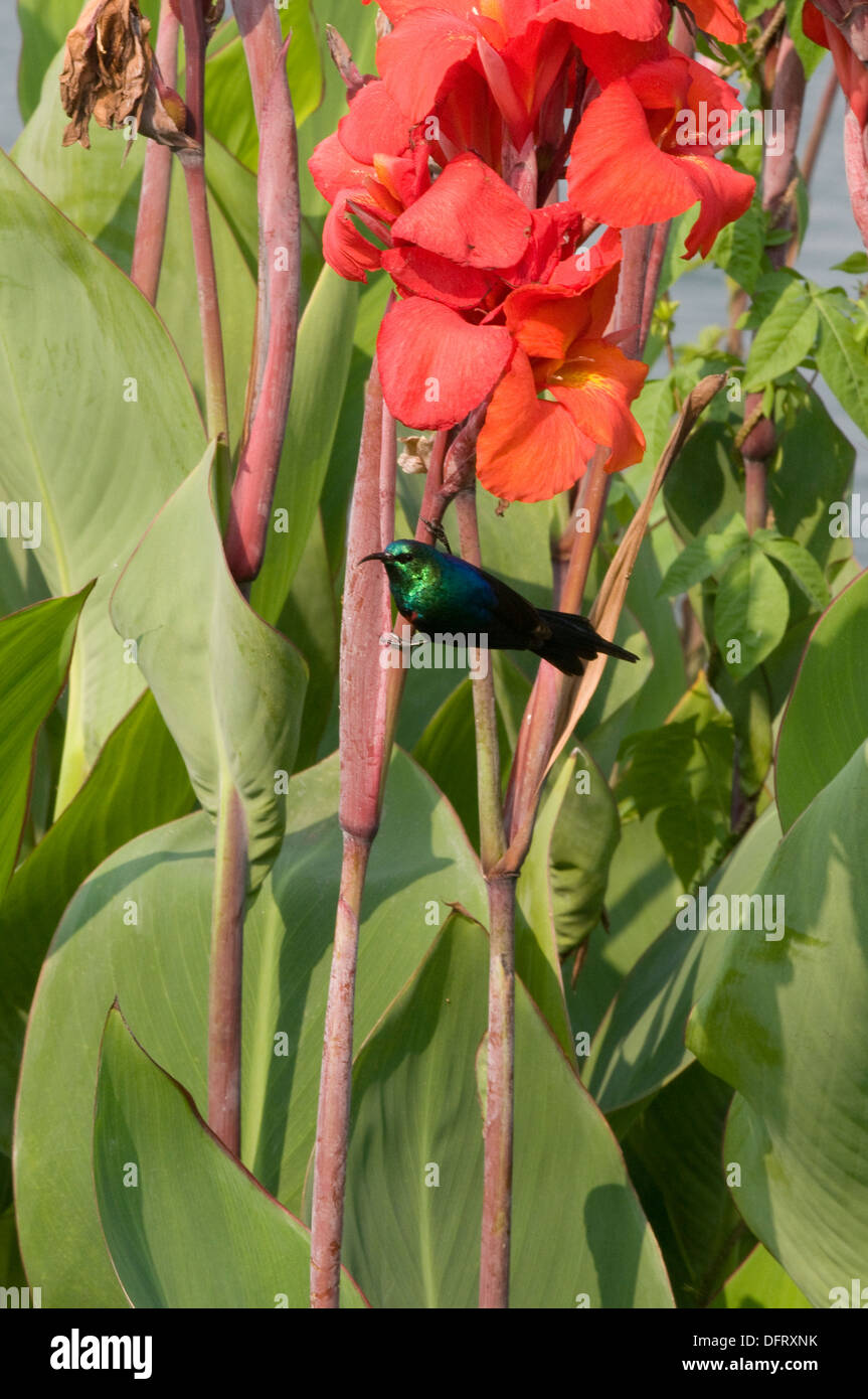 Snello fatturati weaver/Ploceus pelzelni nettare di alimentazione dal rosso Iris Paradise Malahide Gisenyi Rwanda Africa centrale Foto Stock