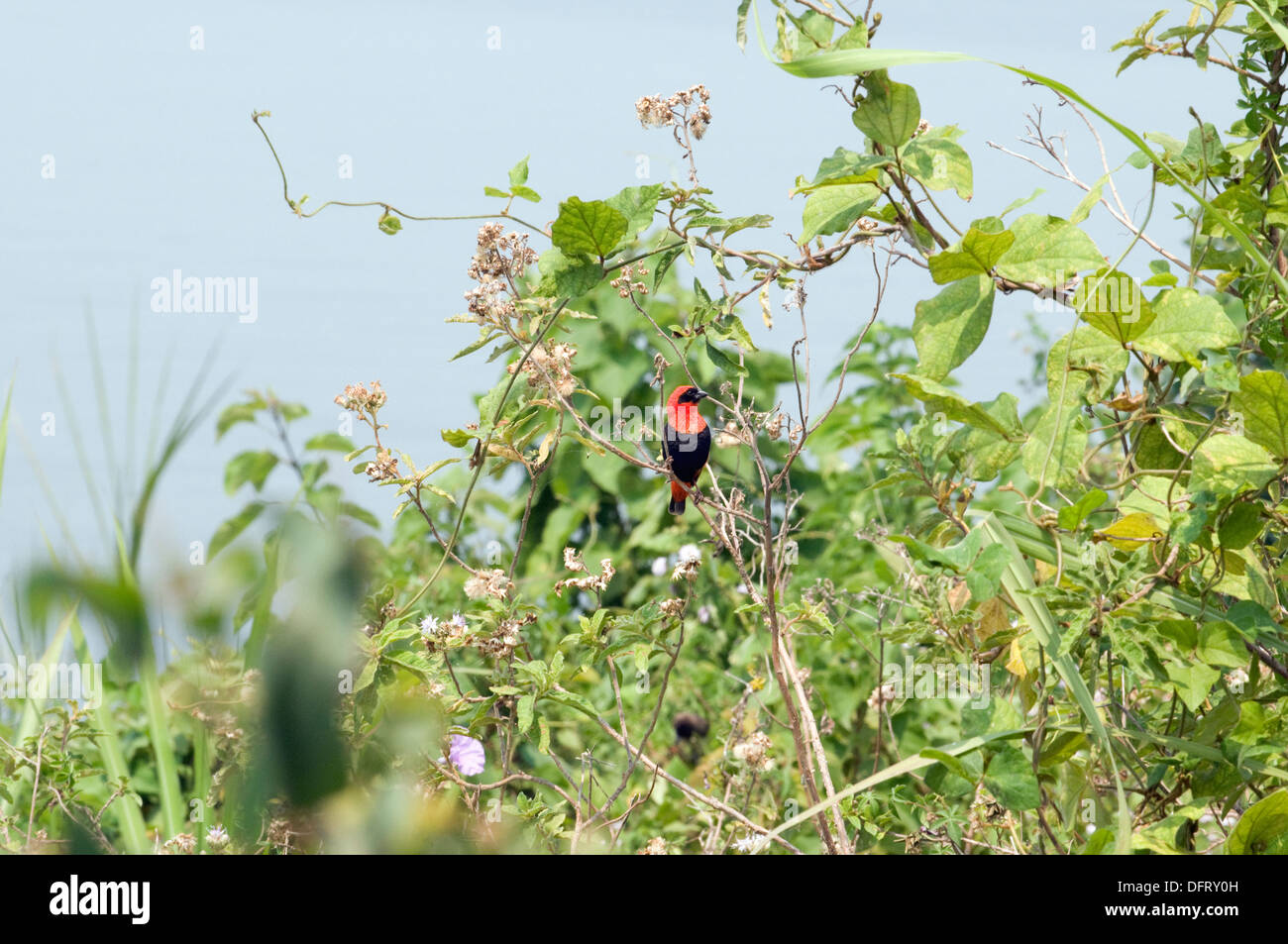 Il nero di fronte red intitolata tessitore uccello ruandesi a Gisenyi sul Lago Kivu Africa centrale Foto Stock