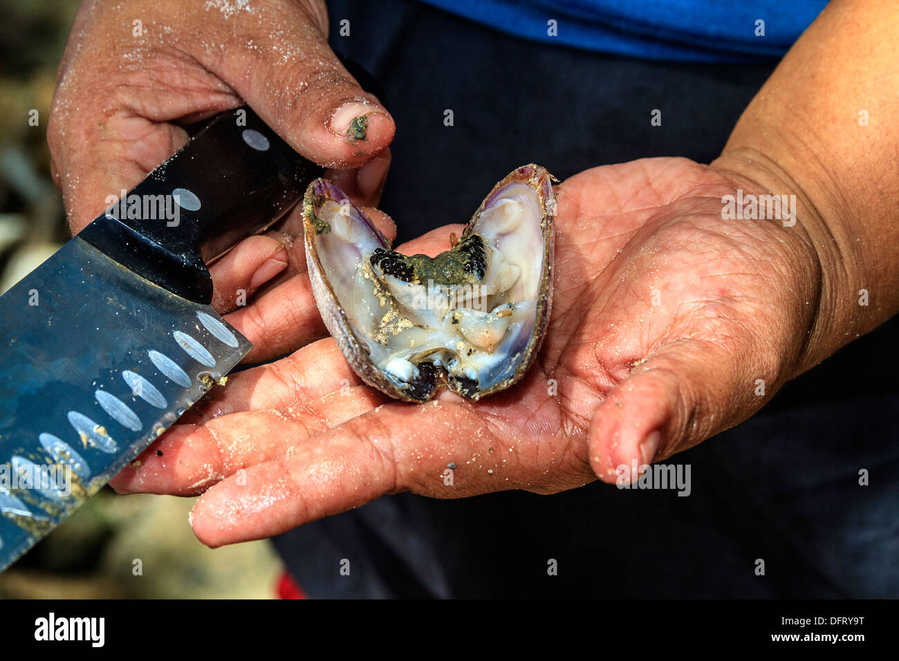 Il taglio di un crudo fresco valve aperte con un coltello prima di mangiarla. Foto Stock