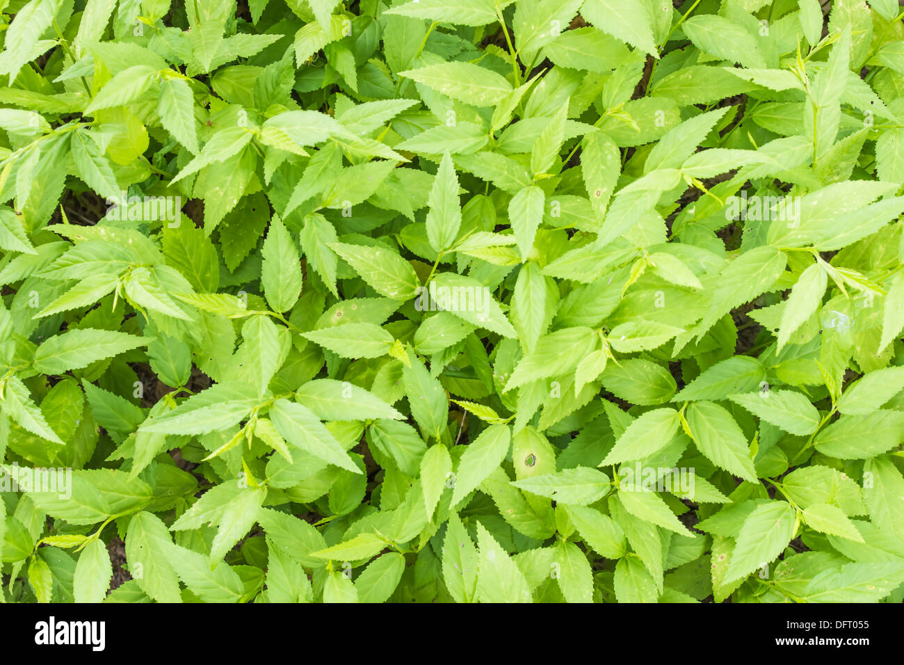 Houseplant, questo piante possono rendere una scopa. Foto Stock