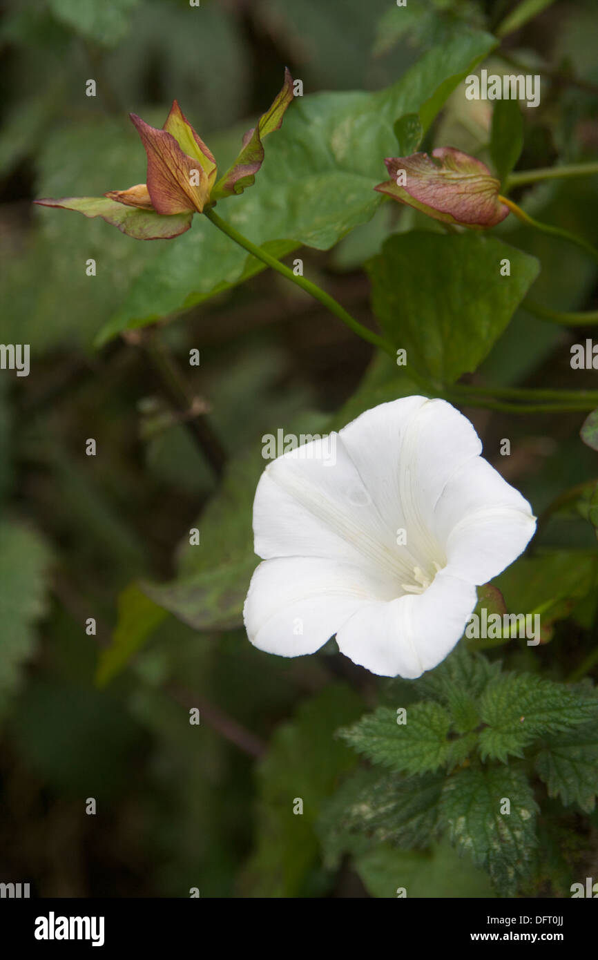 Siepe vitigno bianco Calystegia sepium Foto Stock