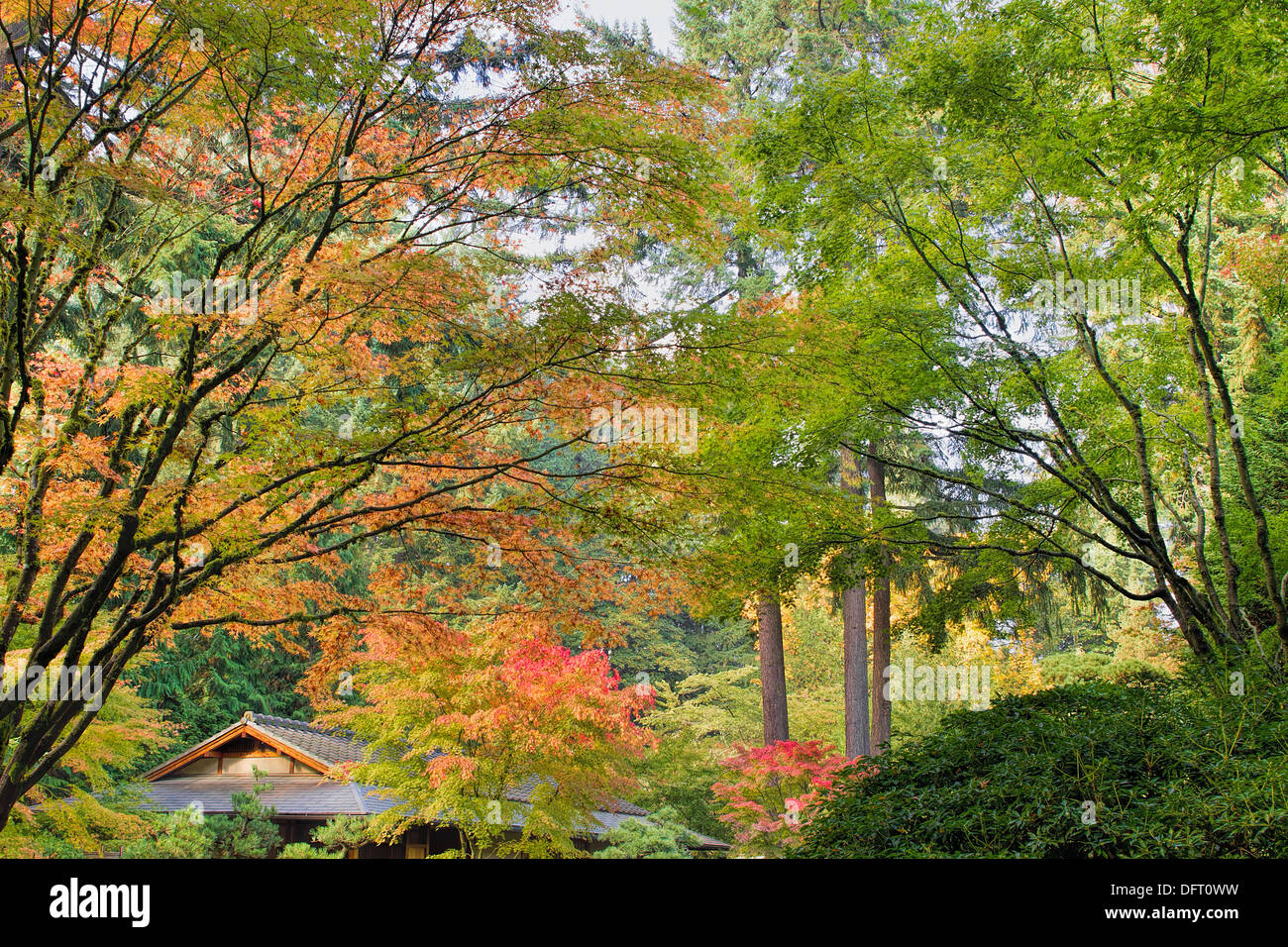 Altezza montante di acero giapponese Chioma cambiando colore nella stagione autunnale Foto Stock