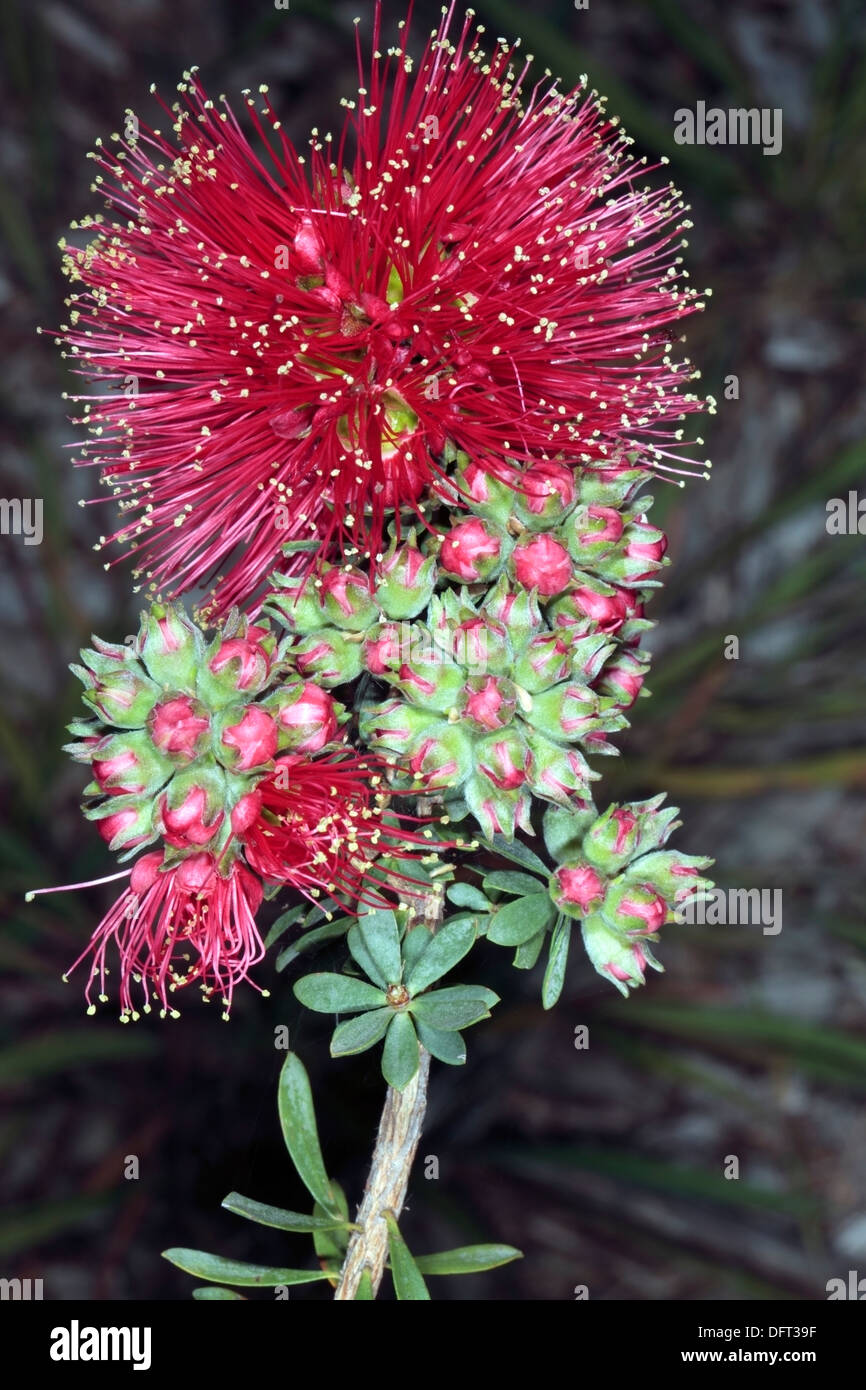 Close-up di fiori di spike di scarlatto Honeymyrtle/ Miele-mirto/ scovolino da bottiglia / Paperbark- Melaleuca fulgens - Famiglia Myrtaceae Foto Stock