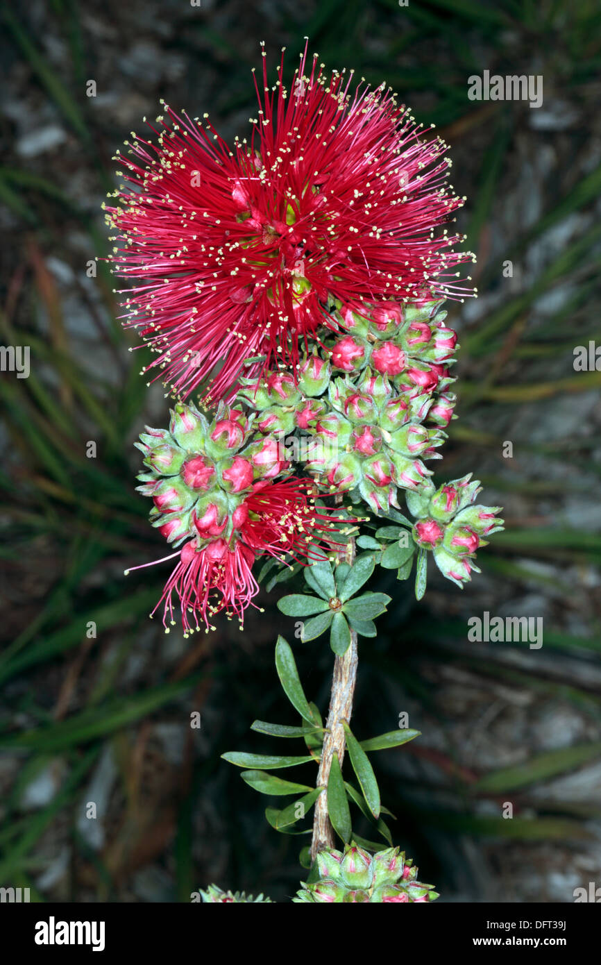 Close-up di fiori di spike di scarlatto Honeymyrtle/ Miele-mirto/ scovolino da bottiglia / Paperbark- Melaleuca fulgens - Famiglia Myrtaceae Foto Stock