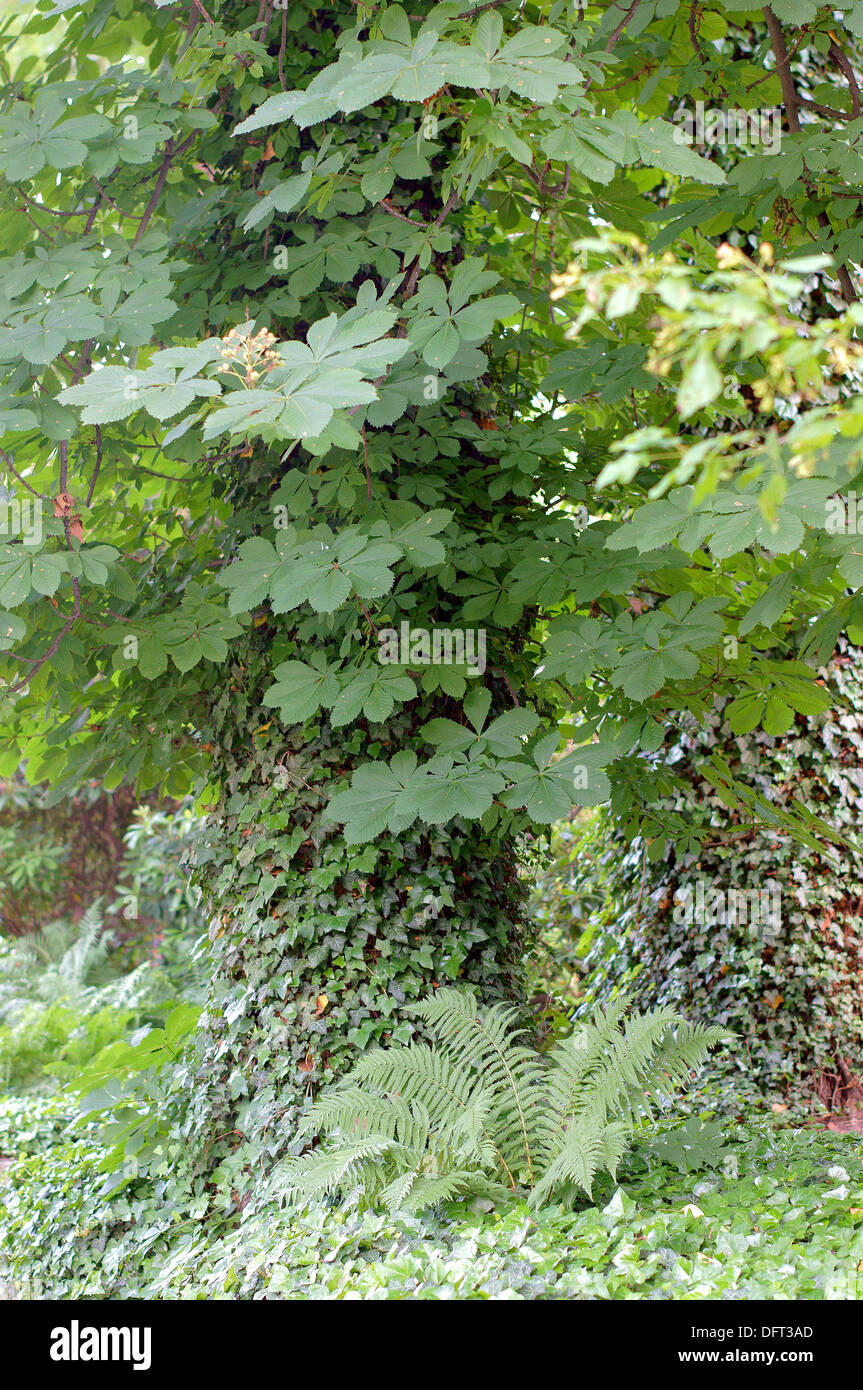 Il vecchio cavallo castagno coperto di edera Foto Stock