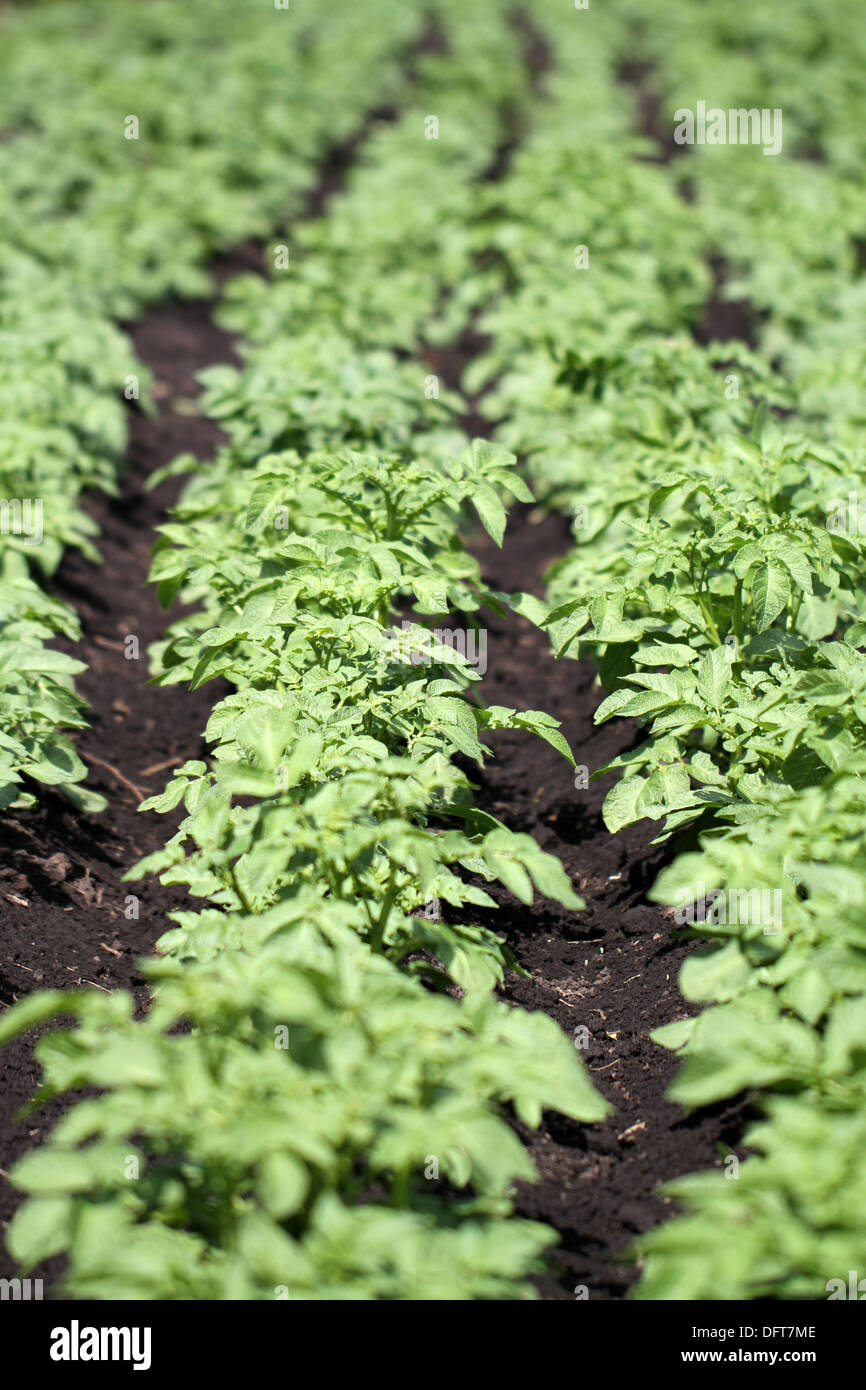 cespugli di patate Foto Stock