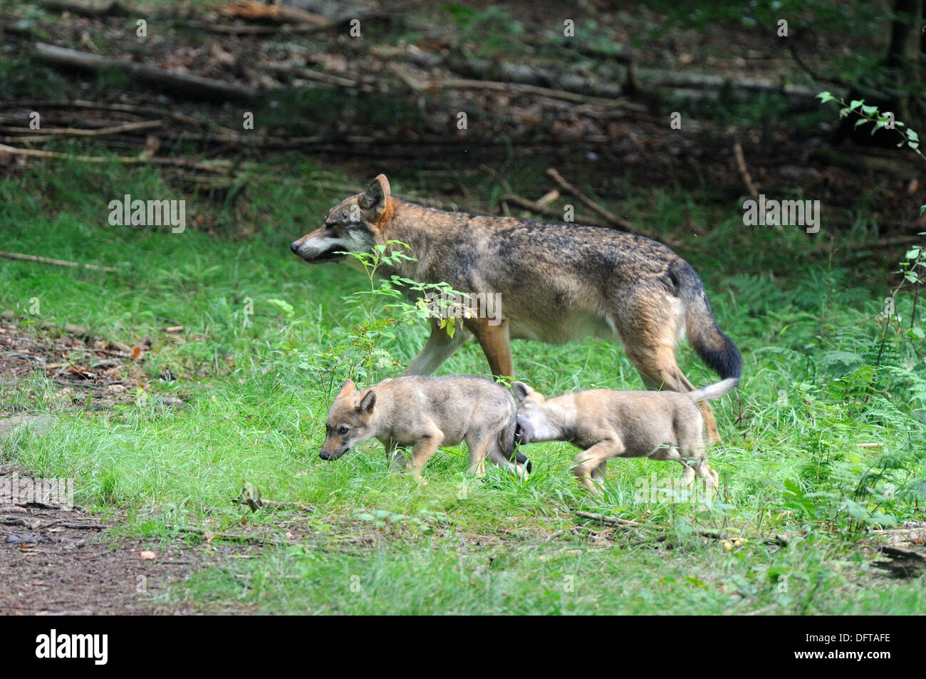 Europeo di lupo grigio adulto con cuccioli di età compresa tra i 2 mesi di età Canis lupus captive, Bayerischerwald National Park, Germania Foto Stock