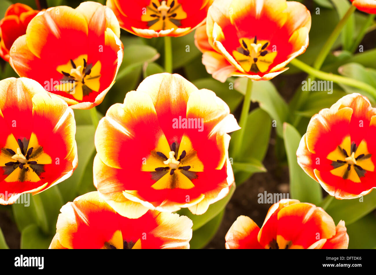 Campo del tulipano Foto Stock