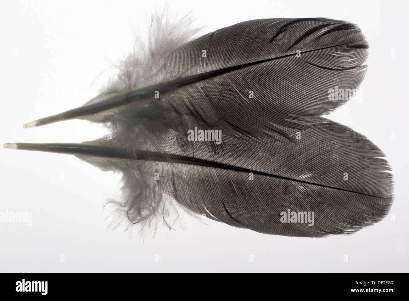 Coppia di nero, uccello piume isolato su bianco. Foto Stock