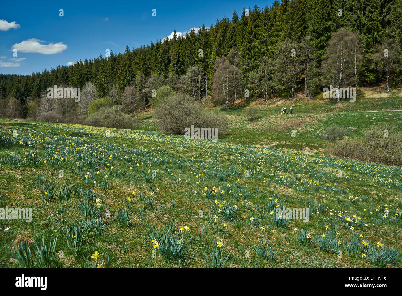 Wild giallo o Narciso narcisi (Narcissus pseudonarcissus), Perlenbachtal, Parco Nazionale Eifel, Monschau-Hoefen, Germania Foto Stock