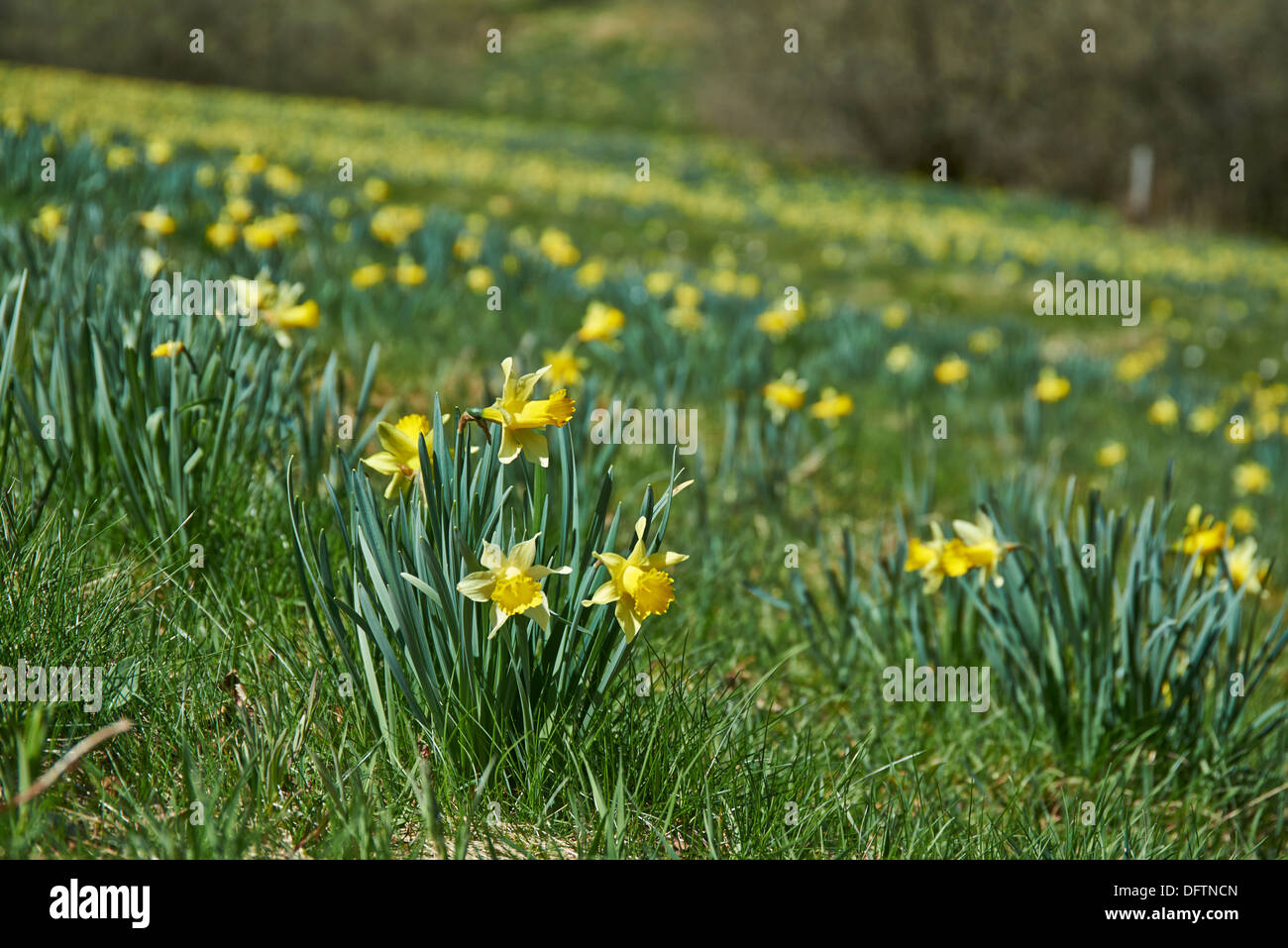 Wild giallo o Narciso narcisi (Narcissus pseudonarcissus), Perlenbachtal, Parco Nazionale Eifel, Monschau-Hoefen, Germania Foto Stock