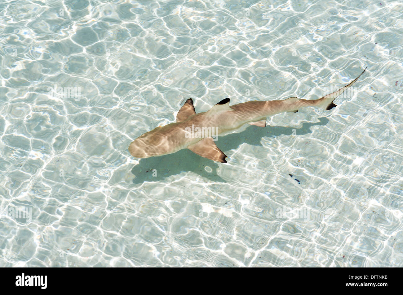 Blacktip Shark Reef (Carcharhinus melanopterus), kurendhoo isola, lhaviyani atoll, Maldive Foto Stock