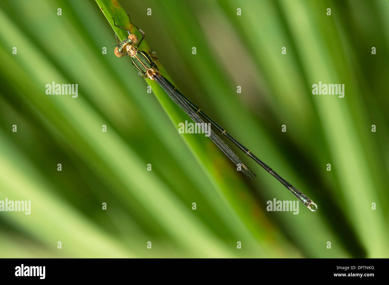 Willow Emerald Damselfly o Western Willow Spreadwing (Lestes viridis), maschio, il Cantone di Ginevra, Svizzera Foto Stock