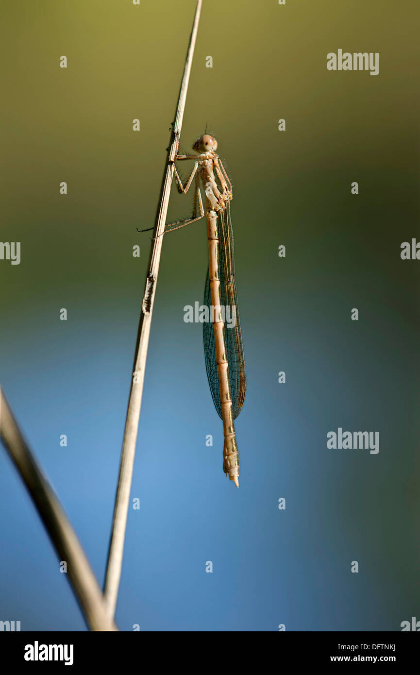 Comune Damselfly invernale (Sympecma fusca), femmina, il Cantone di Ginevra, Svizzera Foto Stock