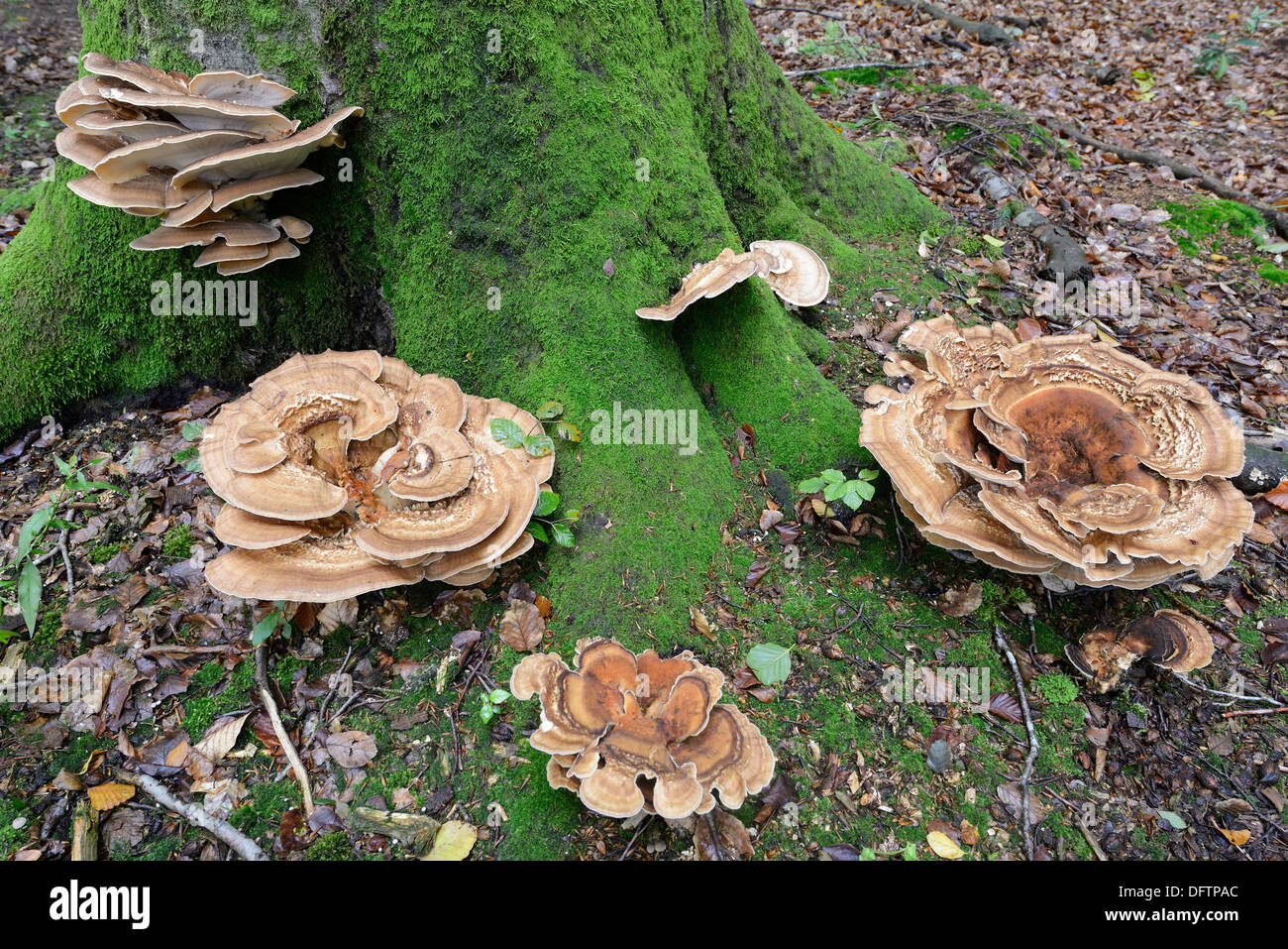 Polypores gigante (Meripilus giganteus), Tinner Loh riserva naturale vicino a Haren, Emsland, Bassa Sassonia, Germania Foto Stock