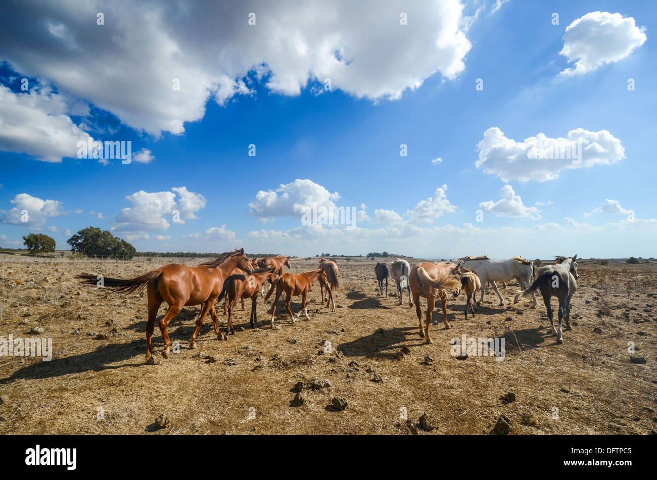 Una mandria di libera cavalli al pascolo in un paesaggio arido Foto Stock