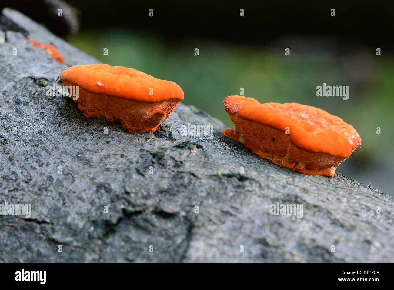 Il cinabro Polypore (Pycnoporus cinnabarinus), Tinner Loh riserva naturale vicino a Haren, Emsland, Bassa Sassonia, Germania Foto Stock
