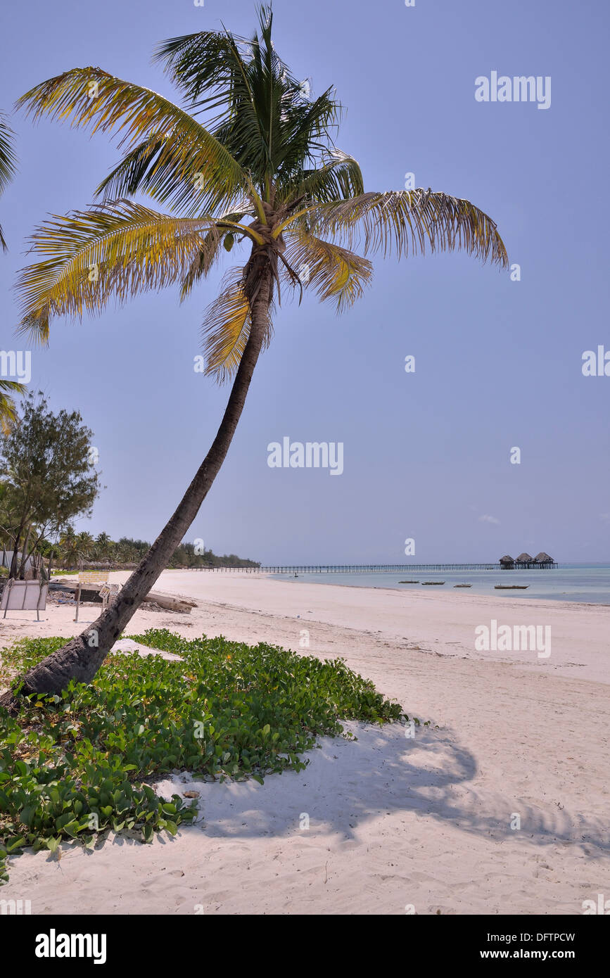 Palm tree sul Dongwe Beach, Dongwe, Zanzibar, Tanzania Foto Stock