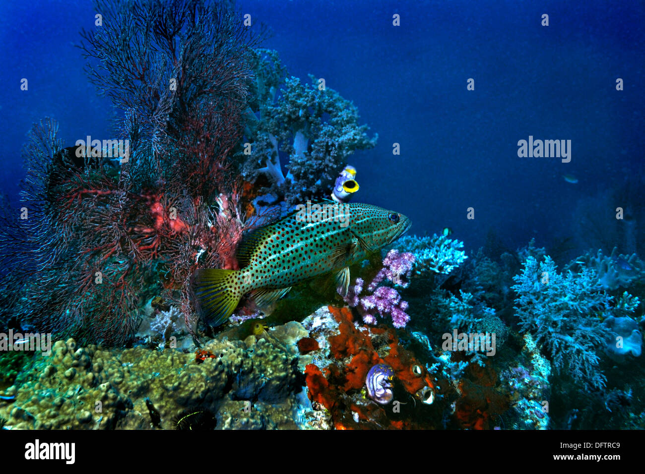 Snello il raggruppatore (Anyperodon leucogrammicus), Raja Ampat, Papua occidentale, in Indonesia Foto Stock