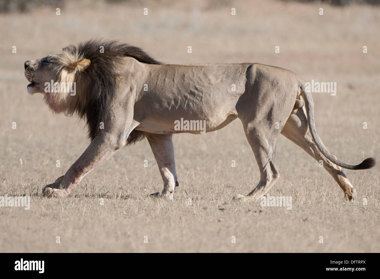 Lion (Panthera leo), maschio ruggente durante la passeggiata, Kgalagadi Parco transfrontaliero, Sud Africa Foto Stock